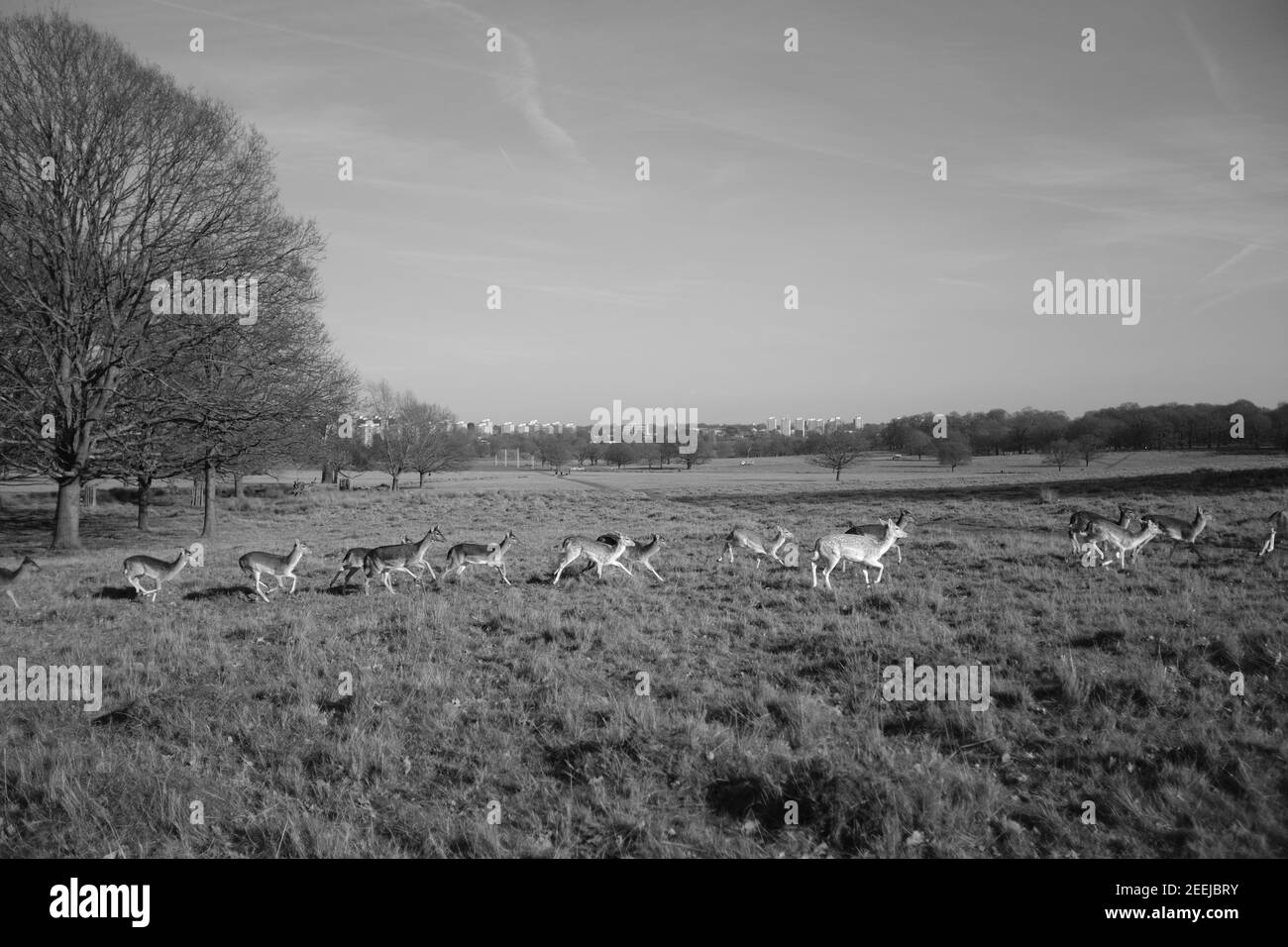 RICHMOND PARK, LONDRES - 21 FÉVRIER 2019 : des cerfs traversent Richmond Park dans le sud-ouest de Londres Banque D'Images