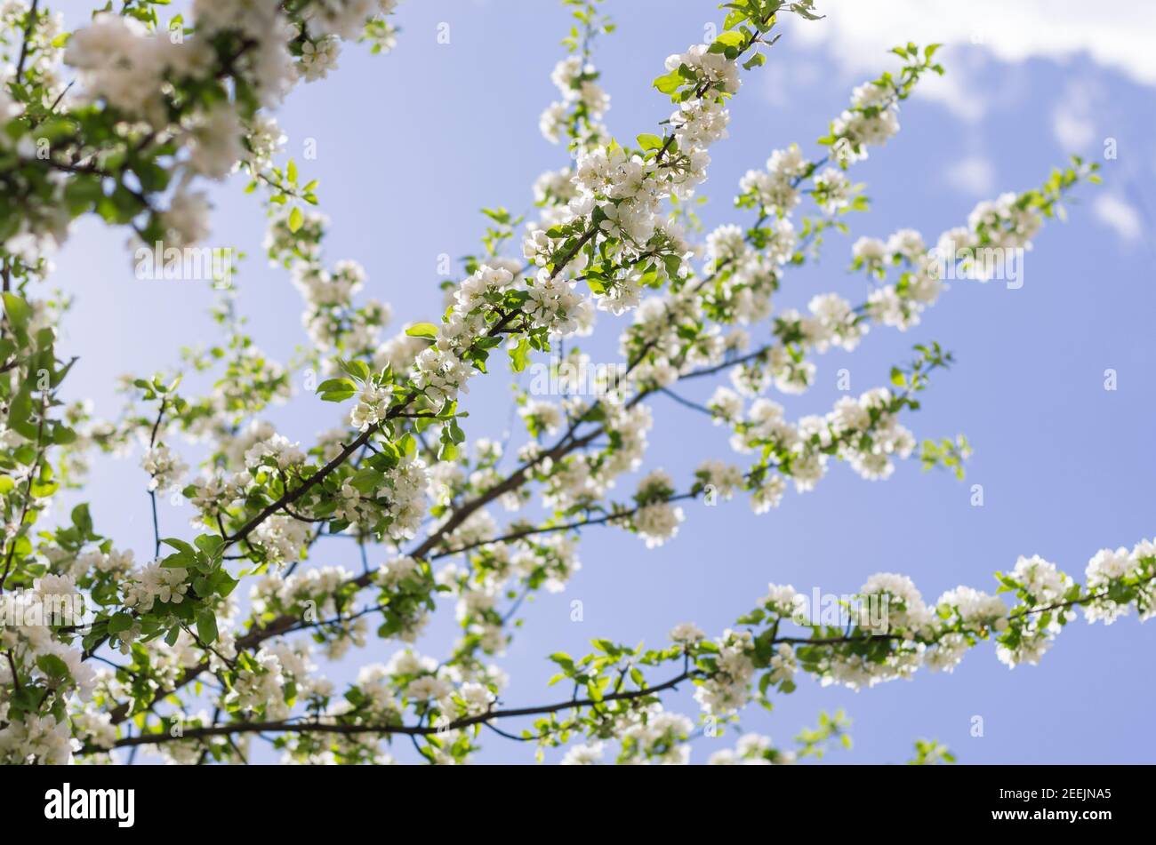 Beaucoup de branches d'arbre de pomme avec des fleurs blanches contre le bleu ciel au printemps Banque D'Images