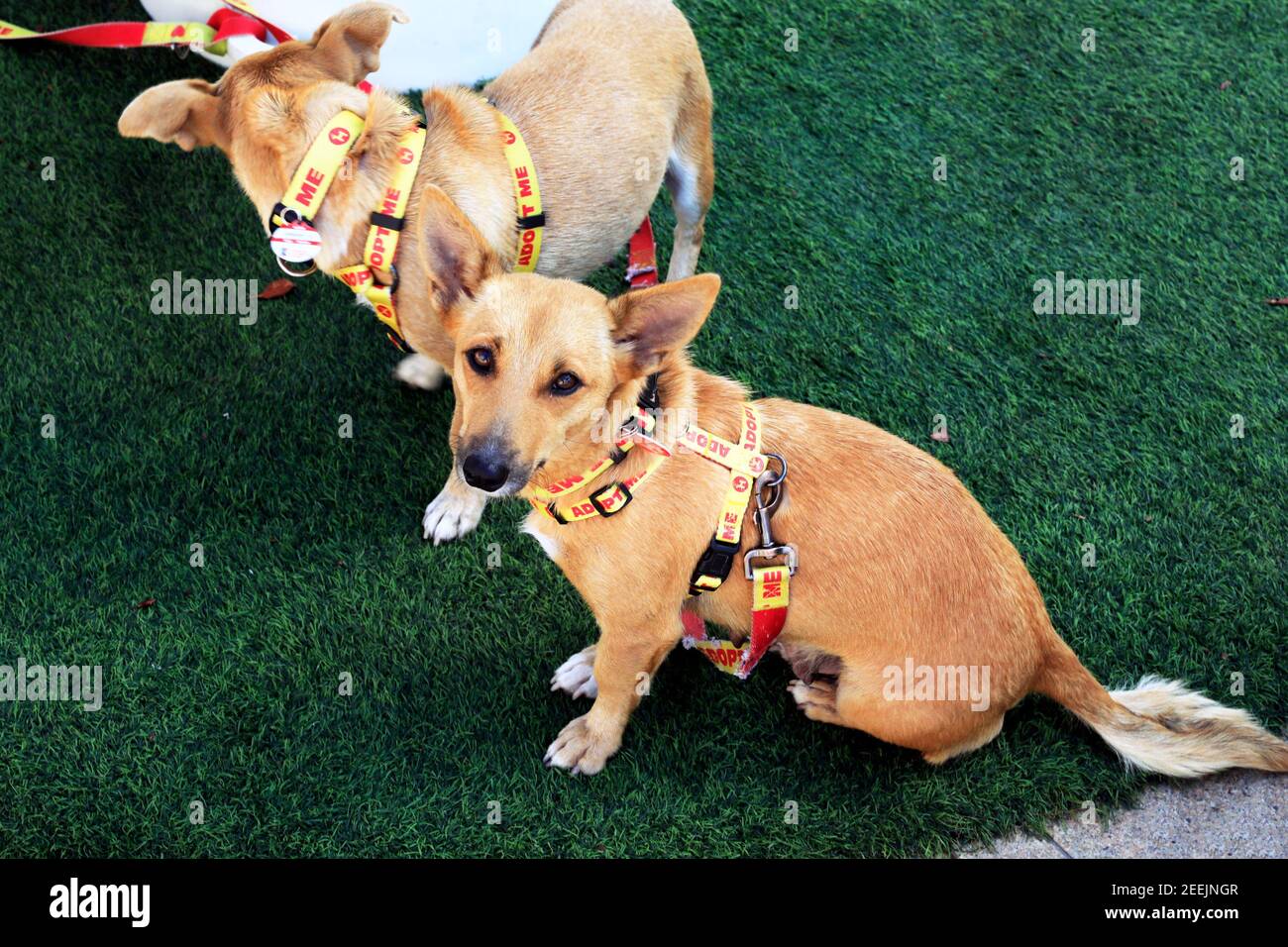 Projet Woof Shelter Dog adoption initiative au front de mer de V&A, au Cap, Afrique du Sud. Banque D'Images