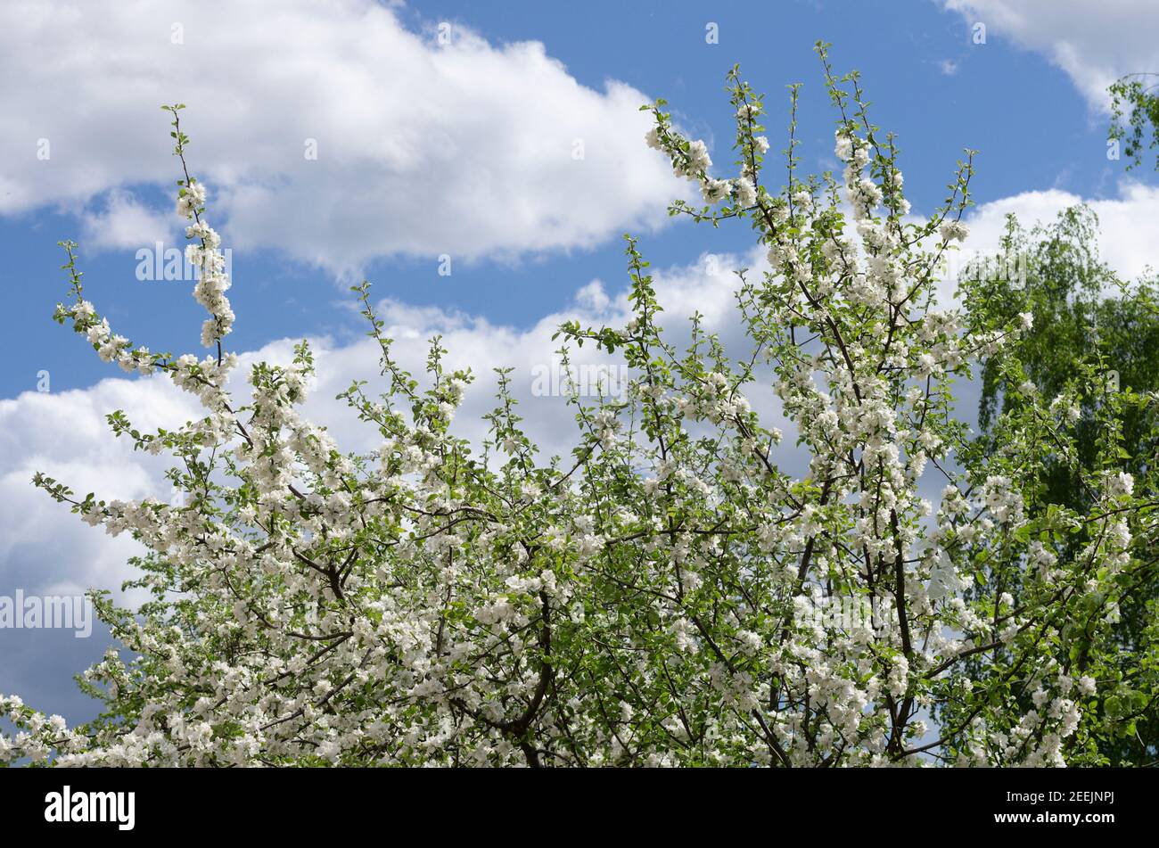 Au printemps, branches d'arbre de pomme avec des fleurs blanches contre le ciel bleu et nuages Banque D'Images