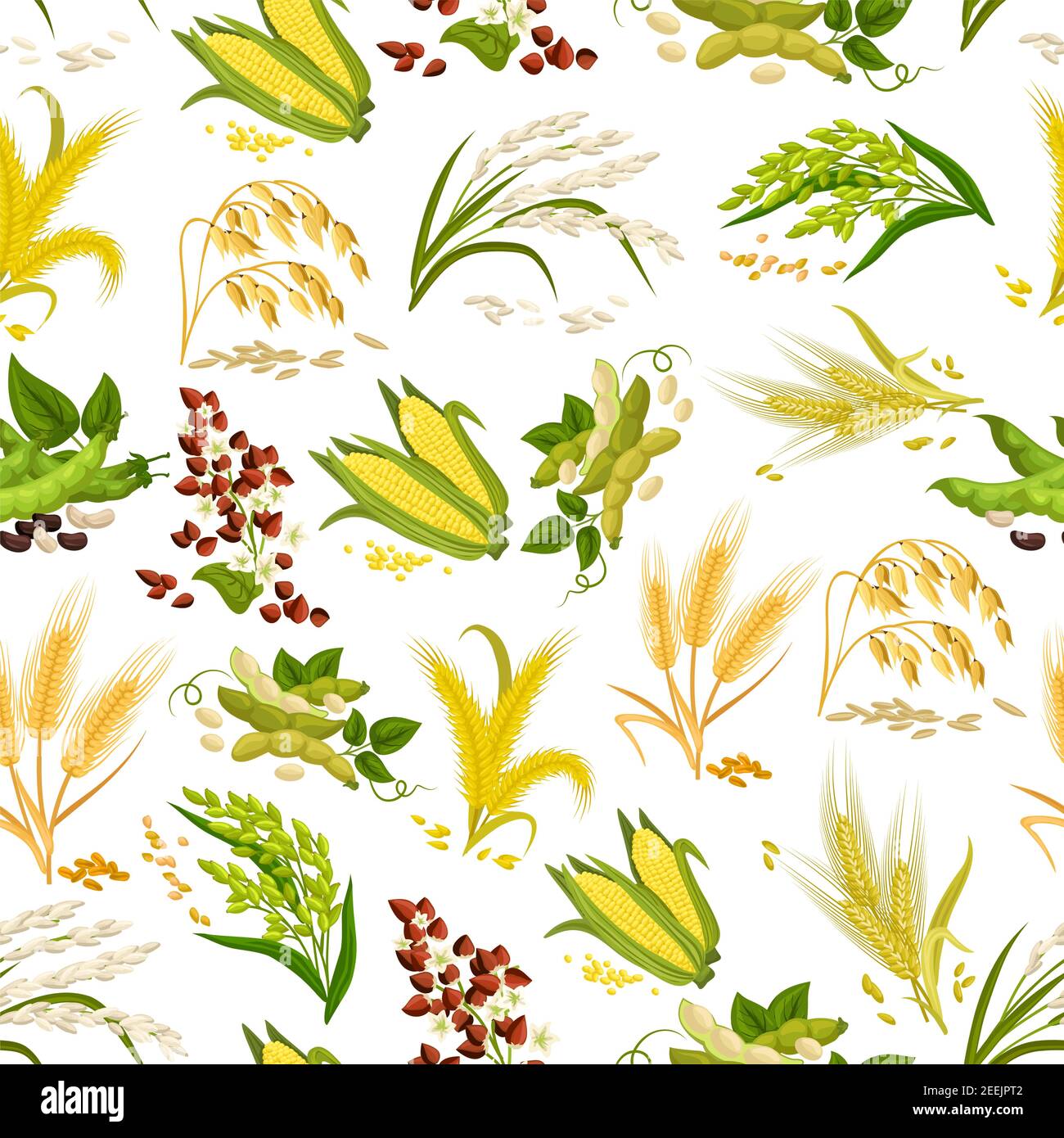 Céréales et vecteur de grain sans couture. Épis de blé et de seigle, graines de sarrasin et plante paysanne de millet d'avoine ou d'orge et gerbe de riz. Agriculture harve Illustration de Vecteur