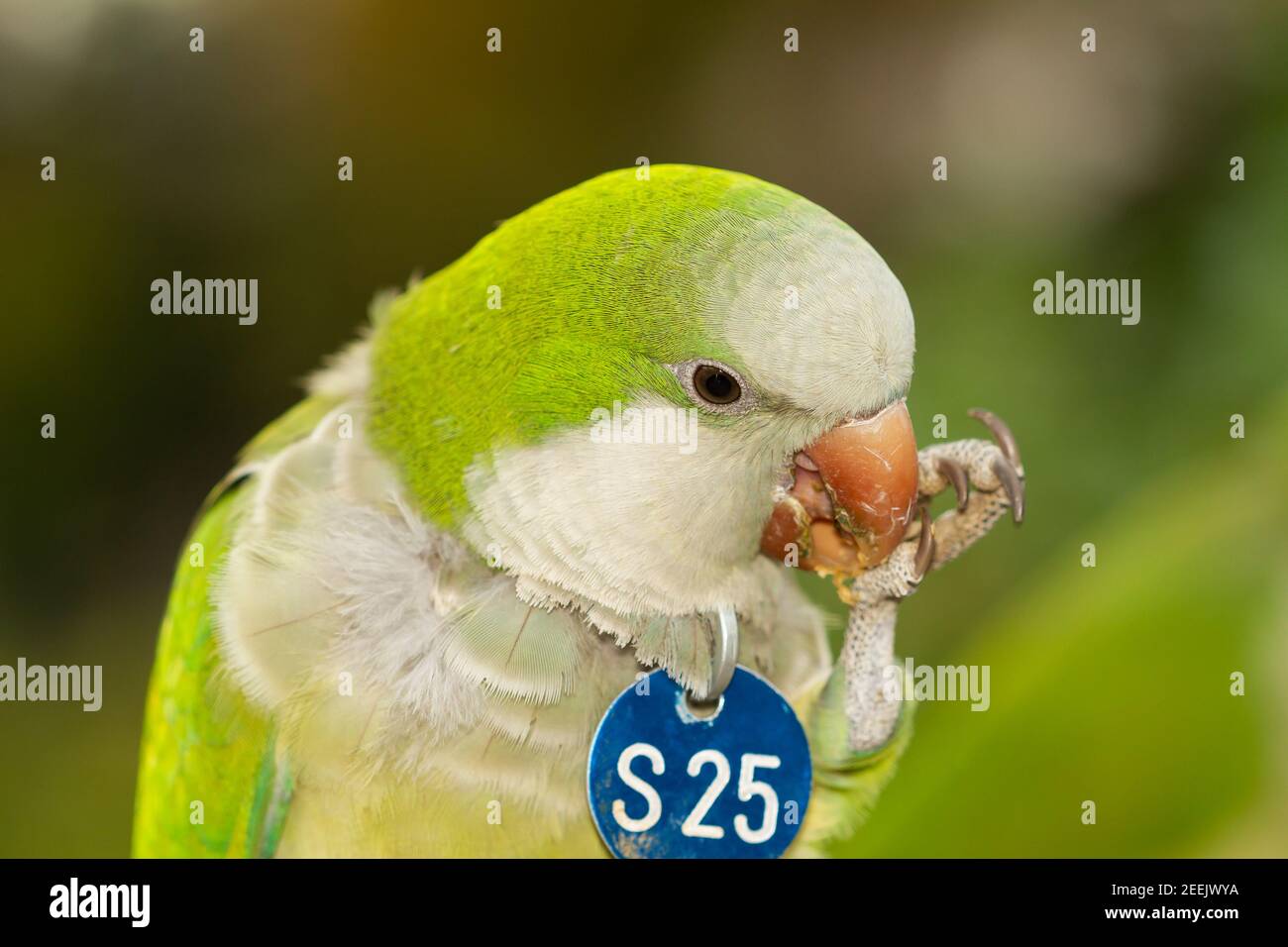 Gros plan d'un paraké vert de moine (Myoopsitta monachus), paraké argentin Banque D'Images