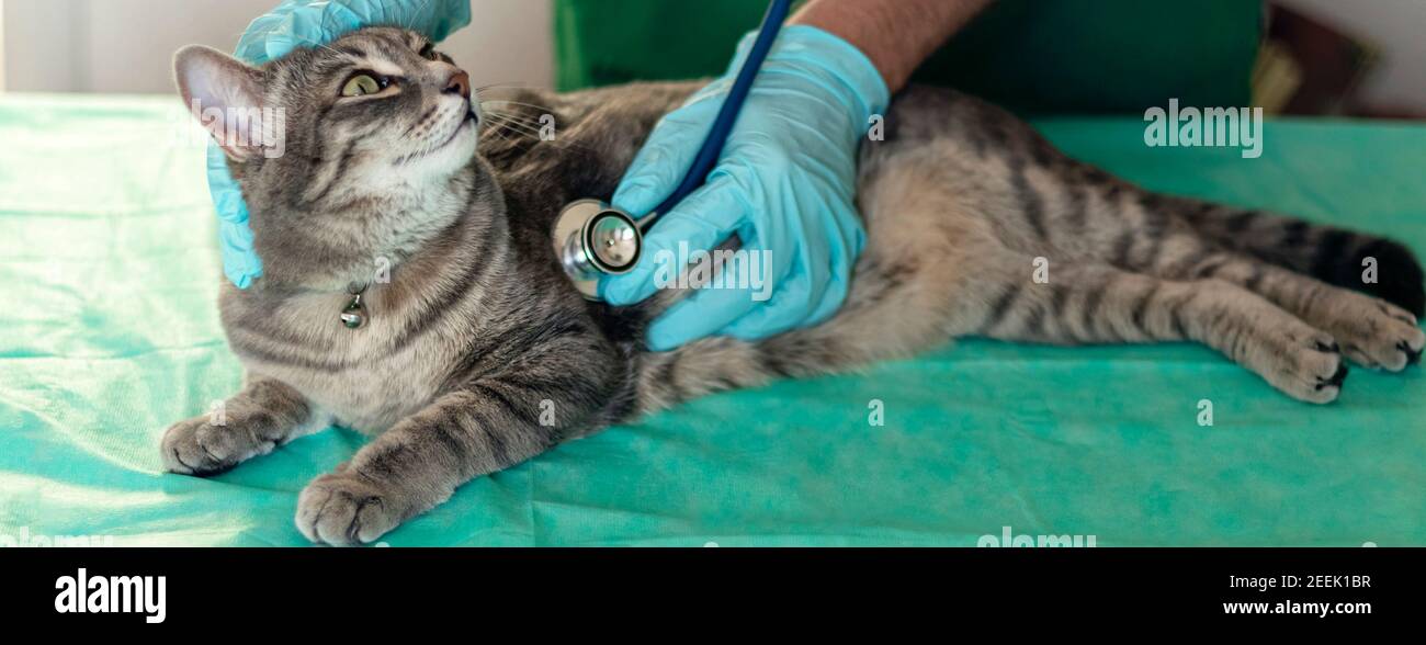 Banner avec le vétérinaire mâle examine le chat satisfait avec un stéthoscope. Chat gris sur la table d'examen de la clinique vétérinaire. Soins vétérinaires. Vétérinaire et chat. Aider les animaux Banque D'Images