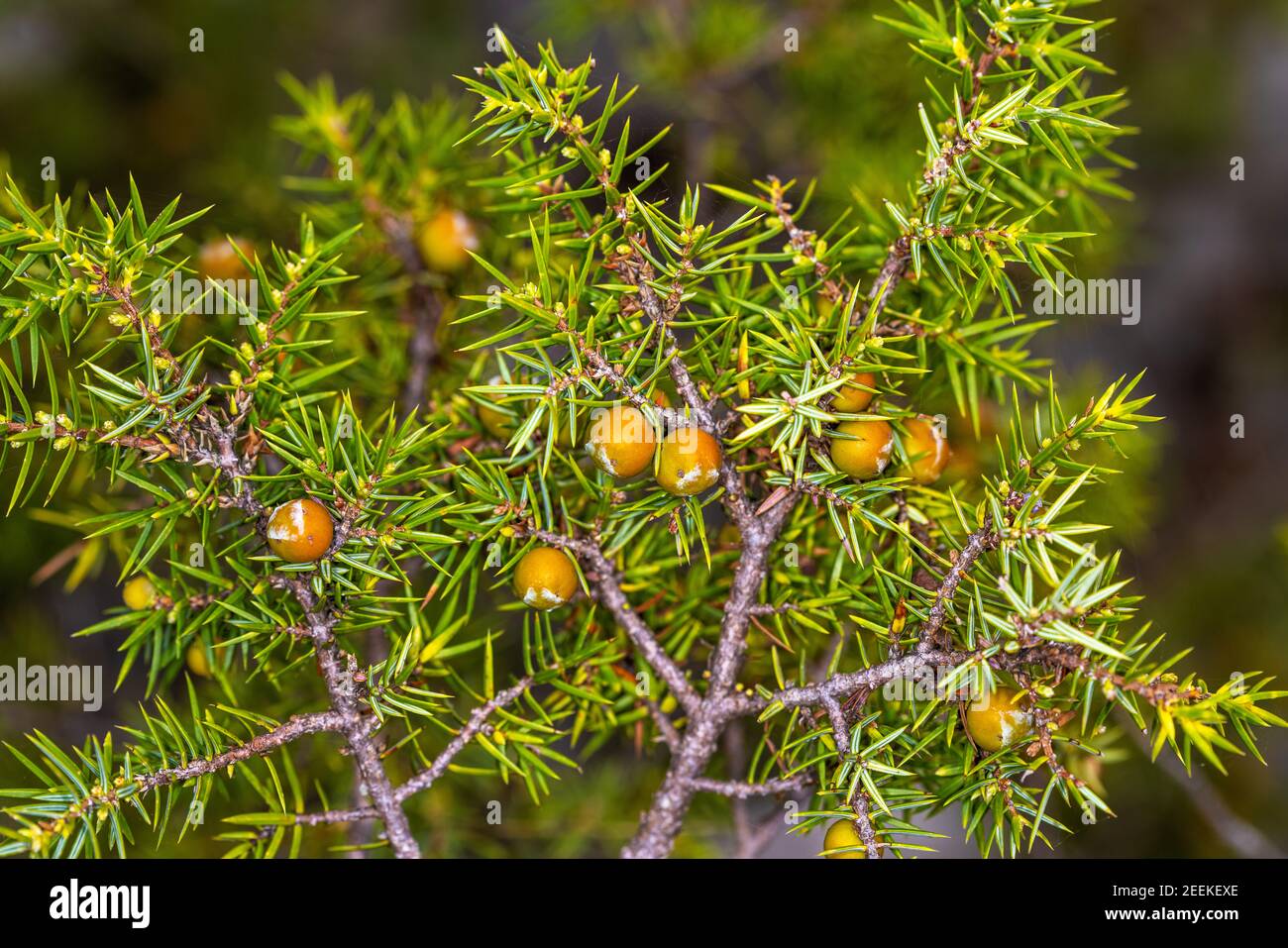 Vue rapprochée de la branche de Juniper (Juniperus) avec un fruit Banque D'Images