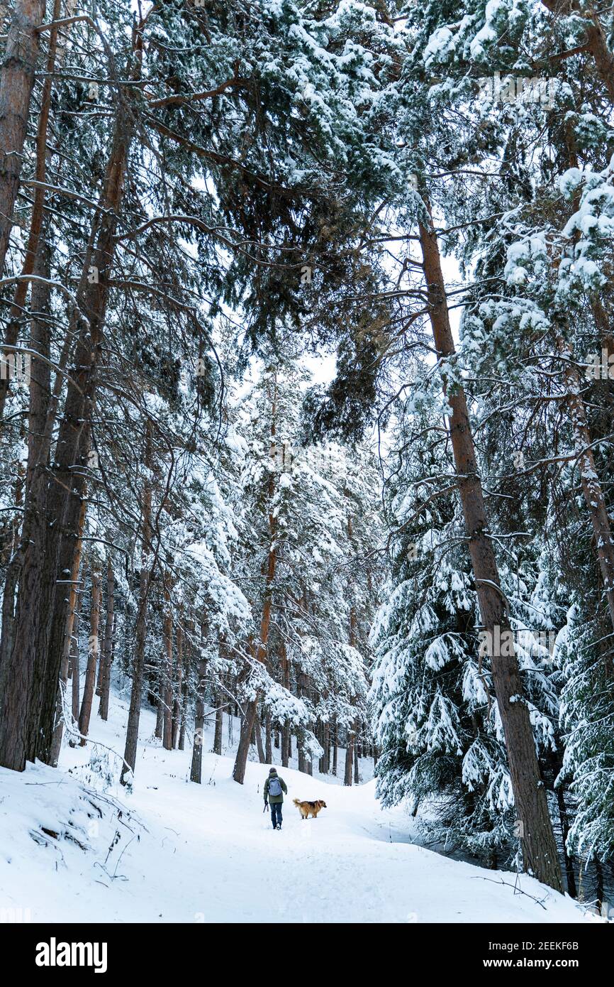Homme avec un chien marchant dans une belle forêt de pins couverte de neige. Belle journée d'hiver Banque D'Images