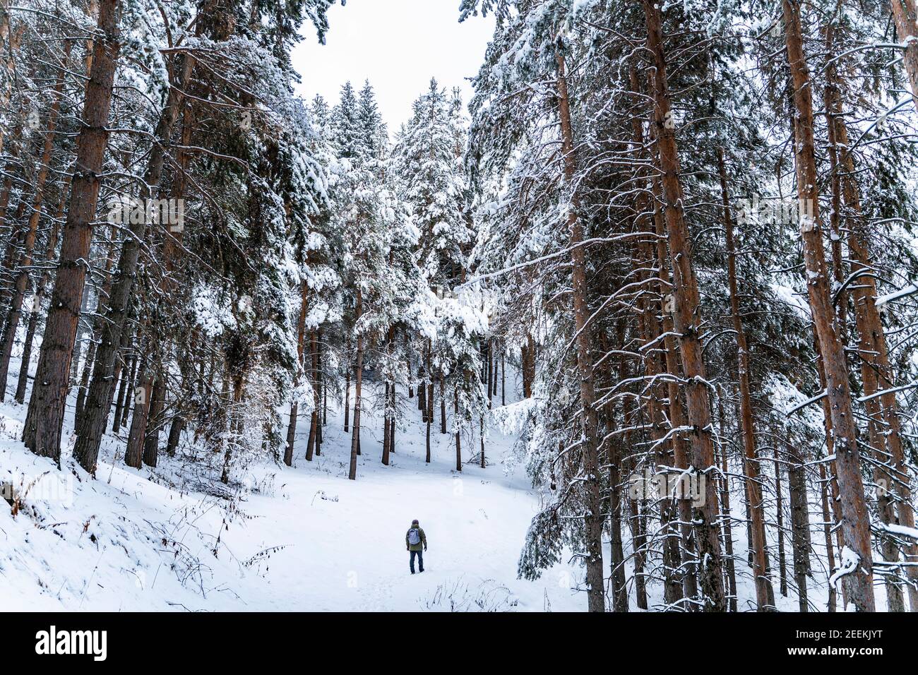 Homme marchant dans une belle forêt de pins couverte de neige. Belle journée d'hiver Banque D'Images