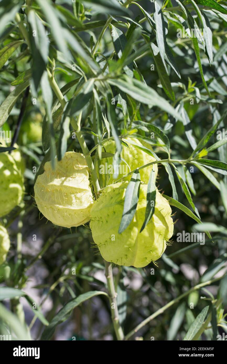 Asclepias physocarpa - milkweed 'bijoux de famille'. Banque D'Images