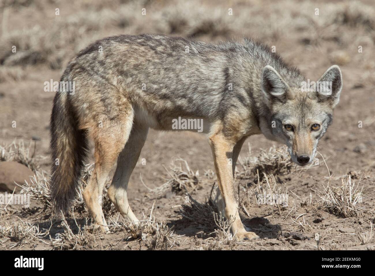 Golden Jackal ou African Golden Wolf Banque D'Images