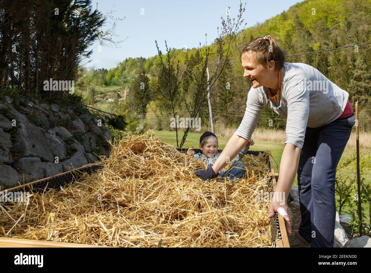 Fils aidant la mère à superposer du paillis de paille dans un lit de jardin surélevé. Des moments de qualité ensemble. Vie durable. Banque D'Images