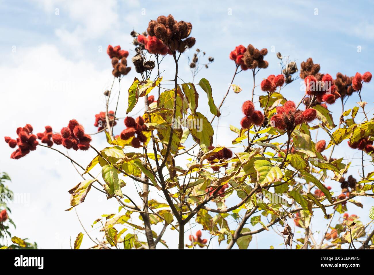 Bixa orellana - arbuste annatto. Banque D'Images