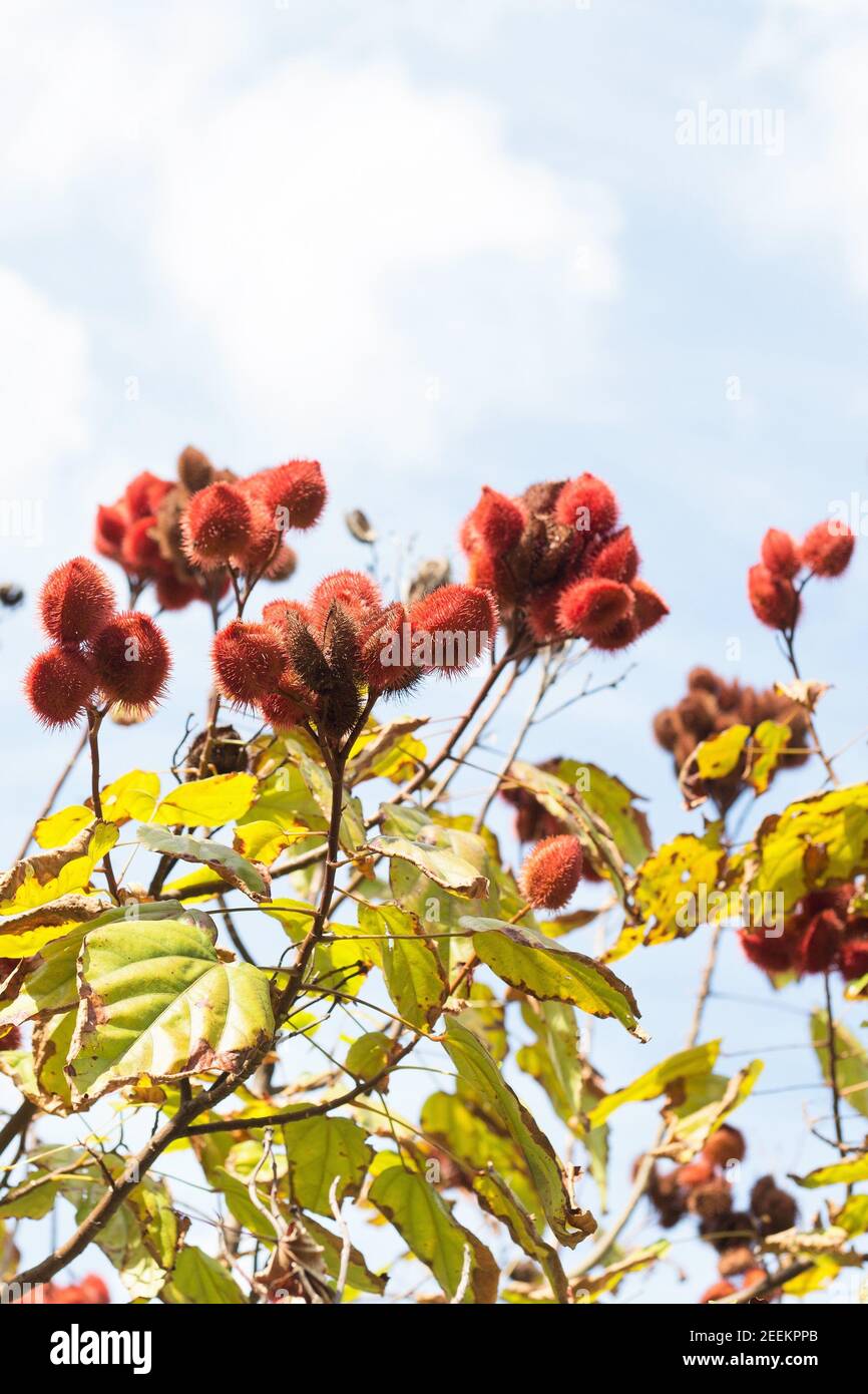 Bixa orellana - arbuste annatto. Banque D'Images