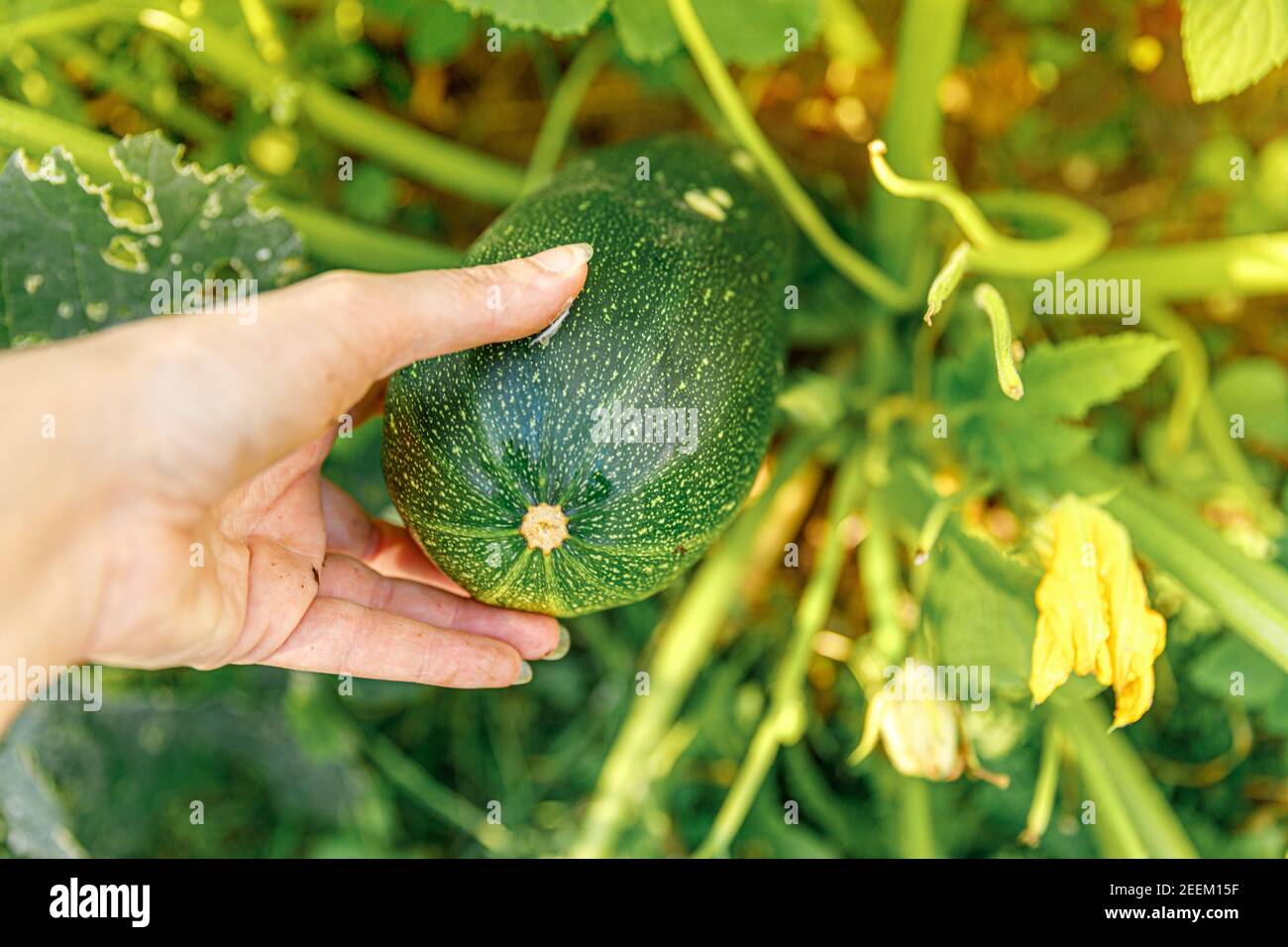 Concept de jardinage et d'agriculture. Femme de la ferme main récolte vert mûr fraîche de courgettes biologiques dans le jardin. Végétalien végétarien maison nourriture grandi pr Banque D'Images