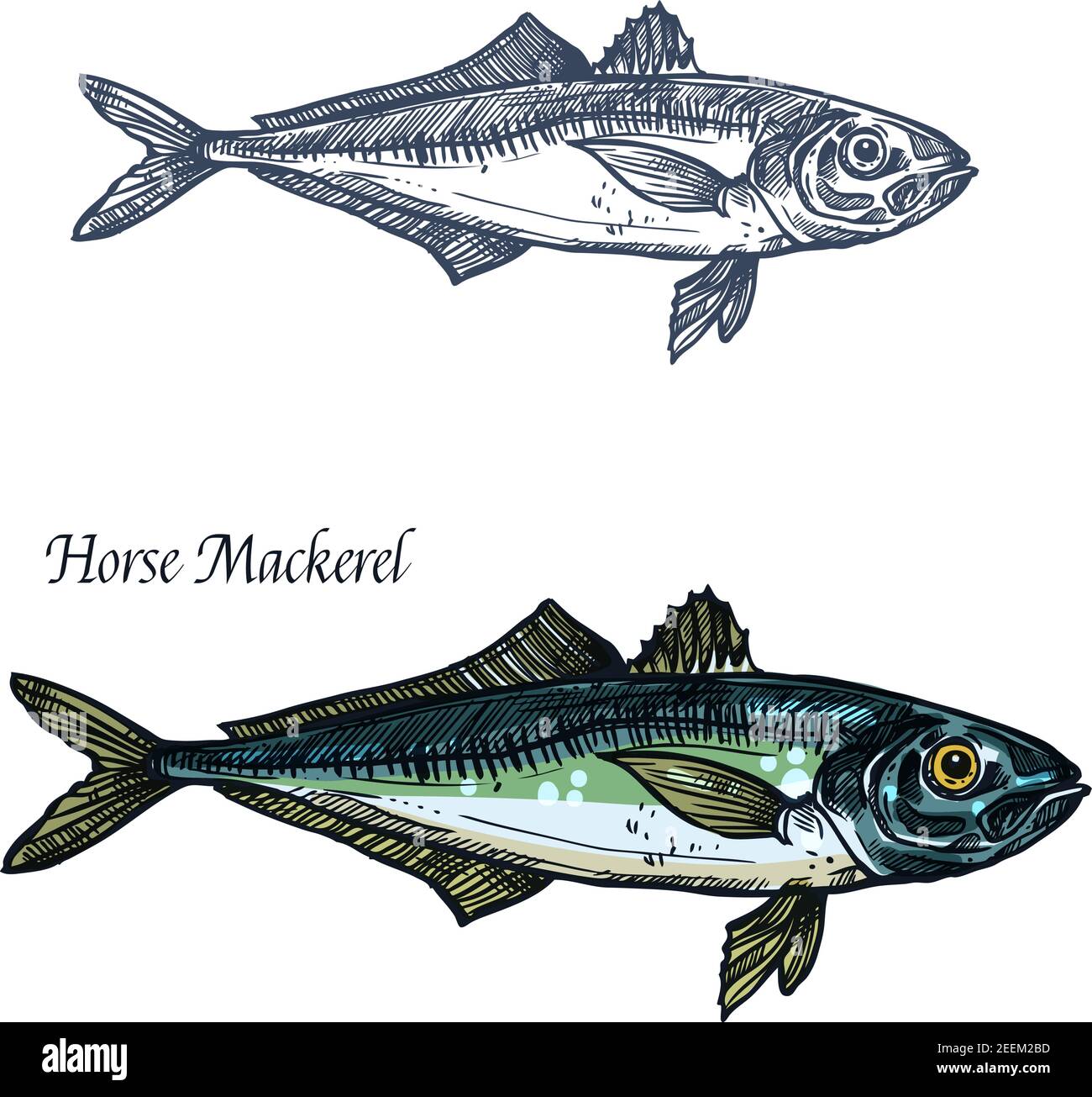 Icône d'esquisse de vecteur de poisson de chinchard. Mer isolée ou océan scomber ou scombridae espèces de faune marine symbole animal pour la zoologie, les fruits de mer ou les poissons Illustration de Vecteur