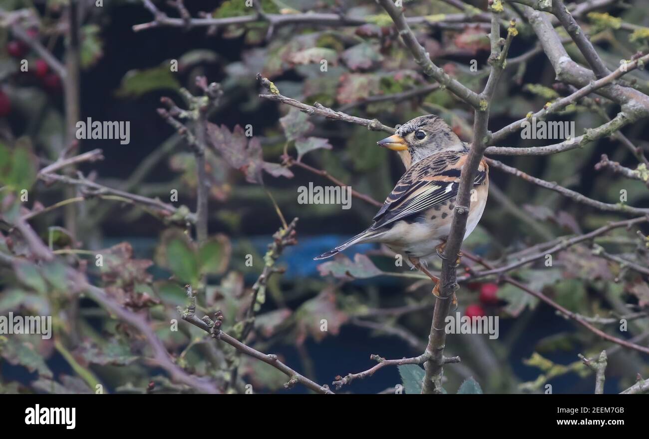 Un Brambling, un petit finch qui a éclos en Scandinavie et qui a survolé la mer du Nord pour un hivernage plus sûr, se nourrissant dans un jardin de Kilnsea Banque D'Images