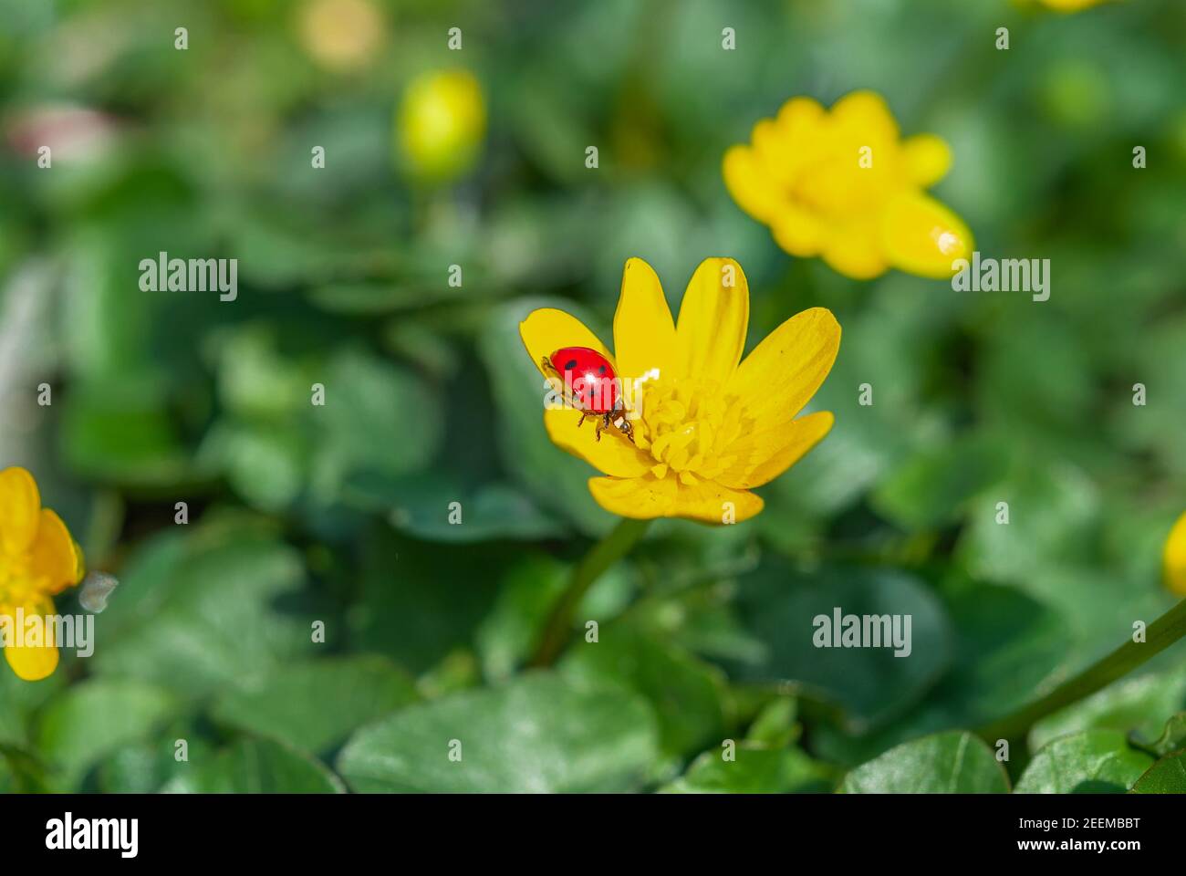 Coccinelle sur la fleur de crocus jaune en floraison dans la forêt de printemps. Gros plan sur les fleurs du premier printemps. Arrière-plan de la nature. Banque D'Images