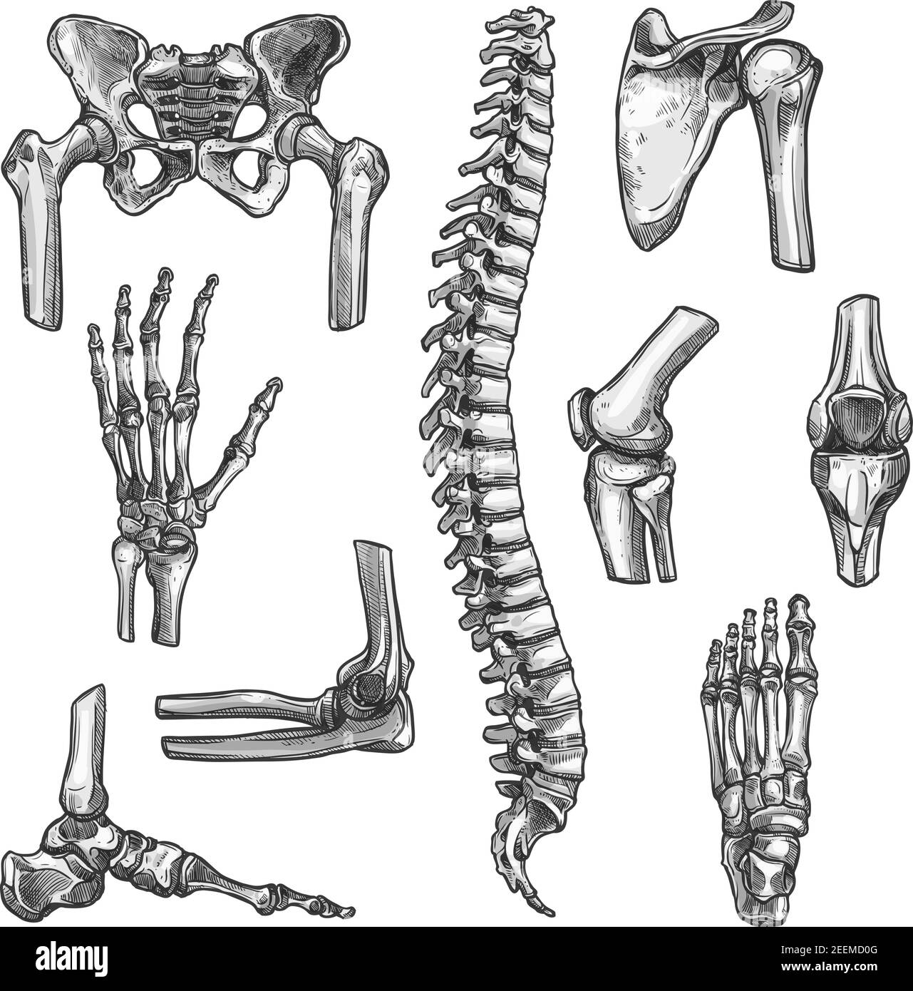Ensemble d'esquisses d'os et de joints. Squelette humain main, genou et épaule, hanche, pied, colonne vertébrale, jambe et bras, doigt, coude, bassin, thorax, cheville, icône de poignet Illustration de Vecteur