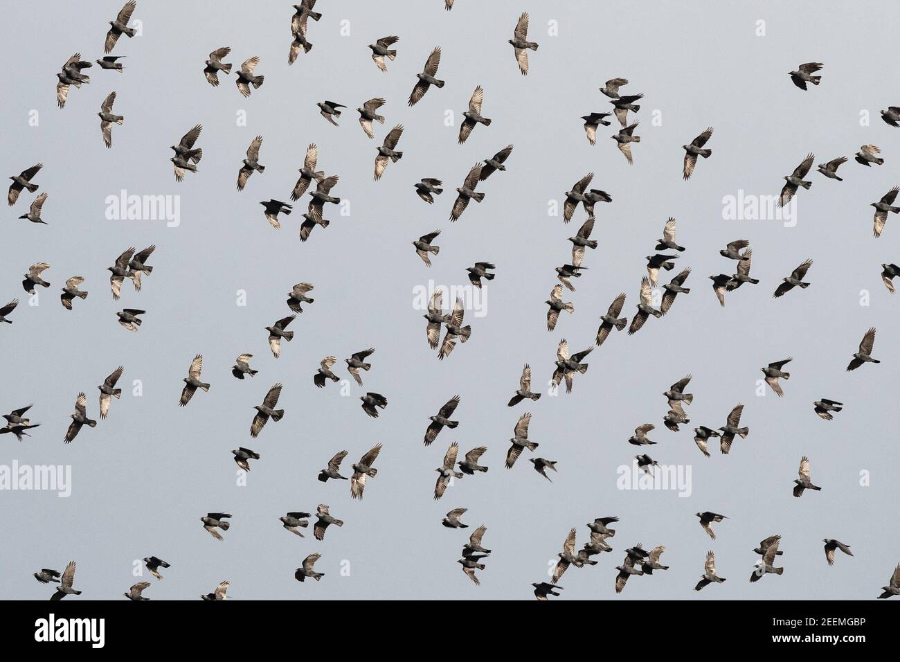 Jackdaws (corvus monedula) volant dans un grand troupeau ou en buant le jour de vent en Ecosse, Royaume-Uni Banque D'Images