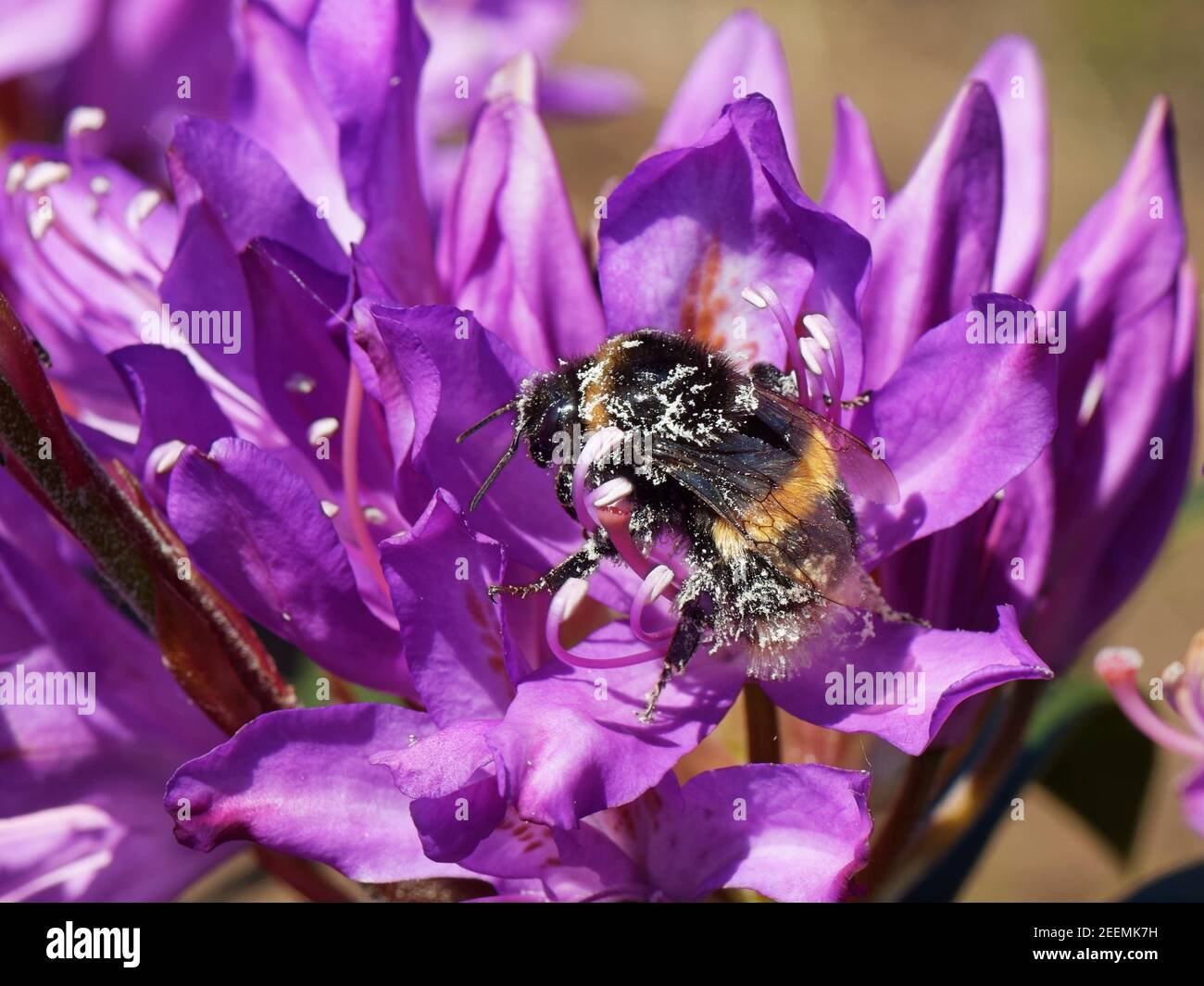 Bumblebee à queue de chamois (Bombus terrestris) recouvert de pollen lors de la visite d'une fleur de rhododendron (Rhododendron ponticum), dans la lande de Dorset, Royaume-Uni, mai. Banque D'Images