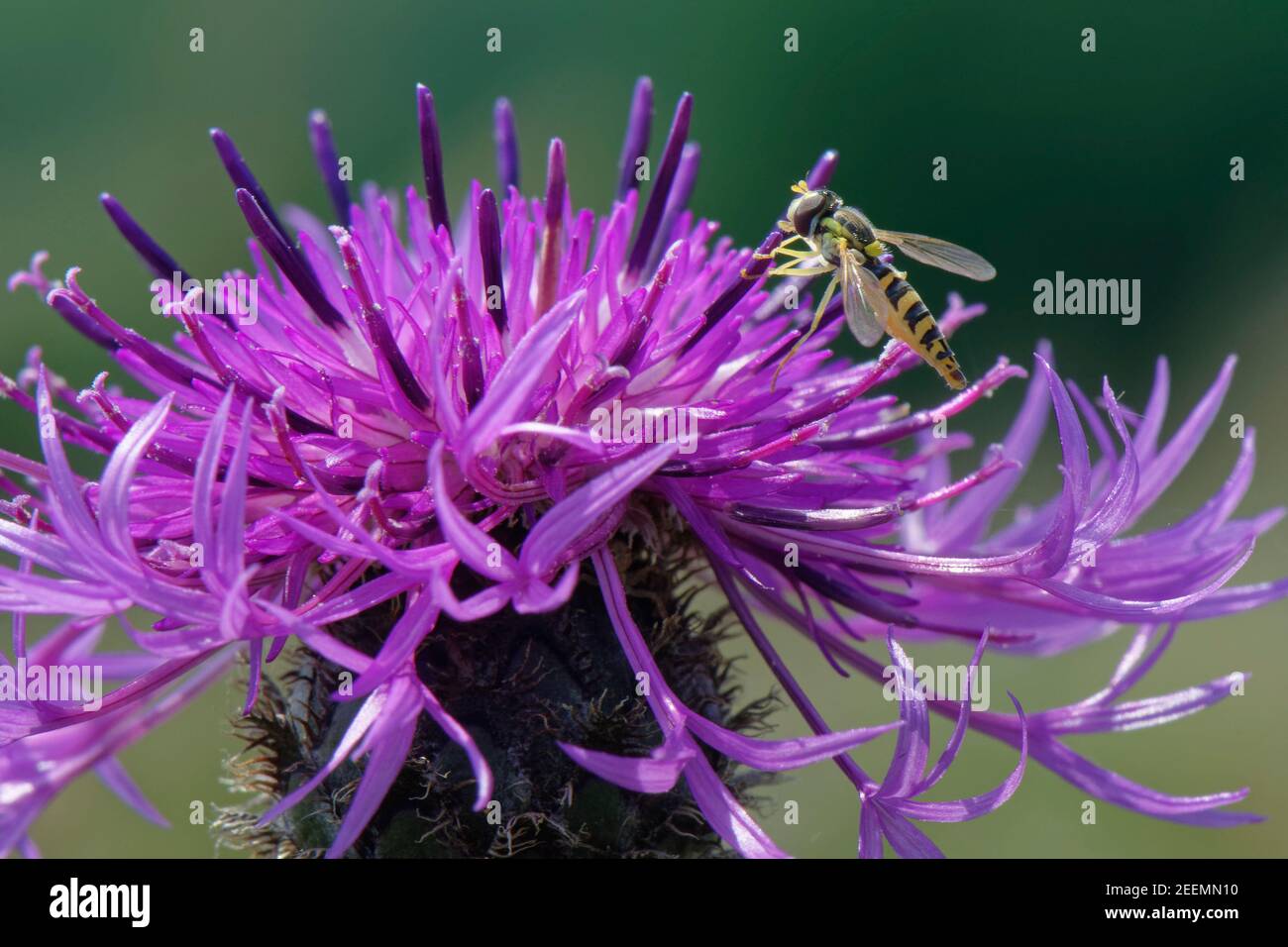 Long aéroglisseur (Sphaerophoria scripta) se nourrissant d'une plus grande fleur de knapweed (Centaurea scabiosa) dans une prairie à craie, Wiltshire, Royaume-Uni, juin. Banque D'Images