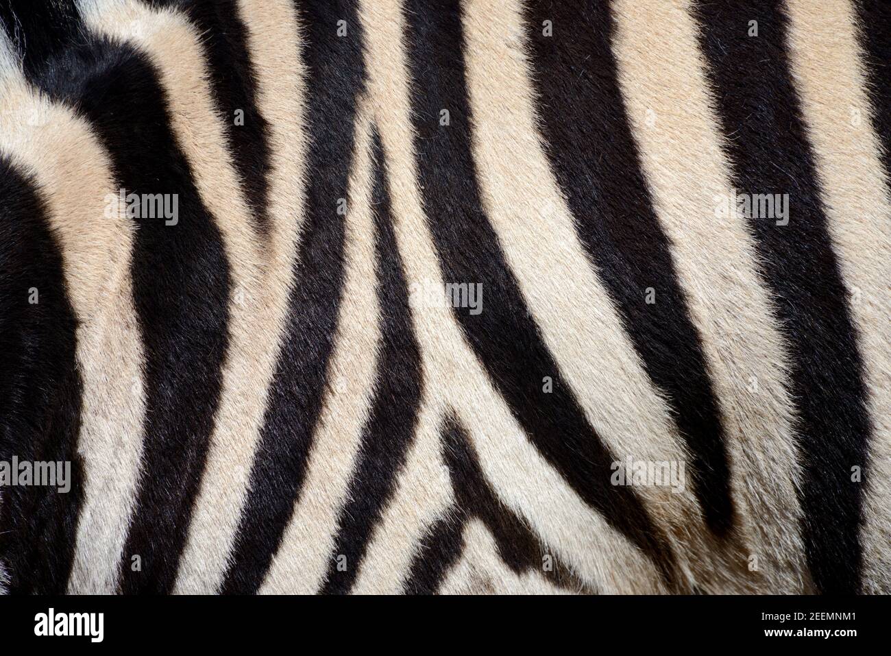 Motif noir et blanc de la peau de zèbre de Burchell, fourrure ou cheveux Banque D'Images