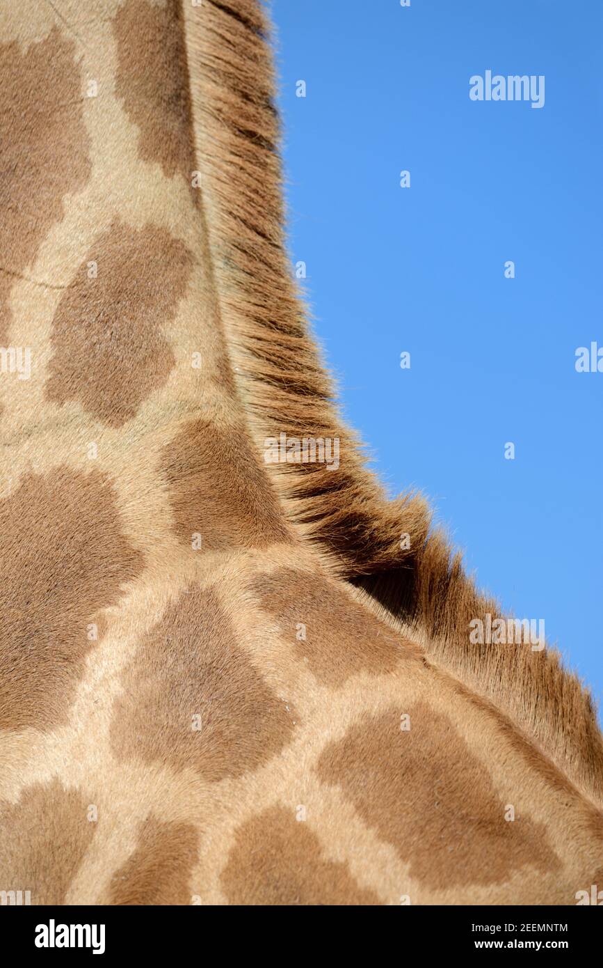 Cou et Mane de Giraffe, Giraffa camelopardalis Banque D'Images