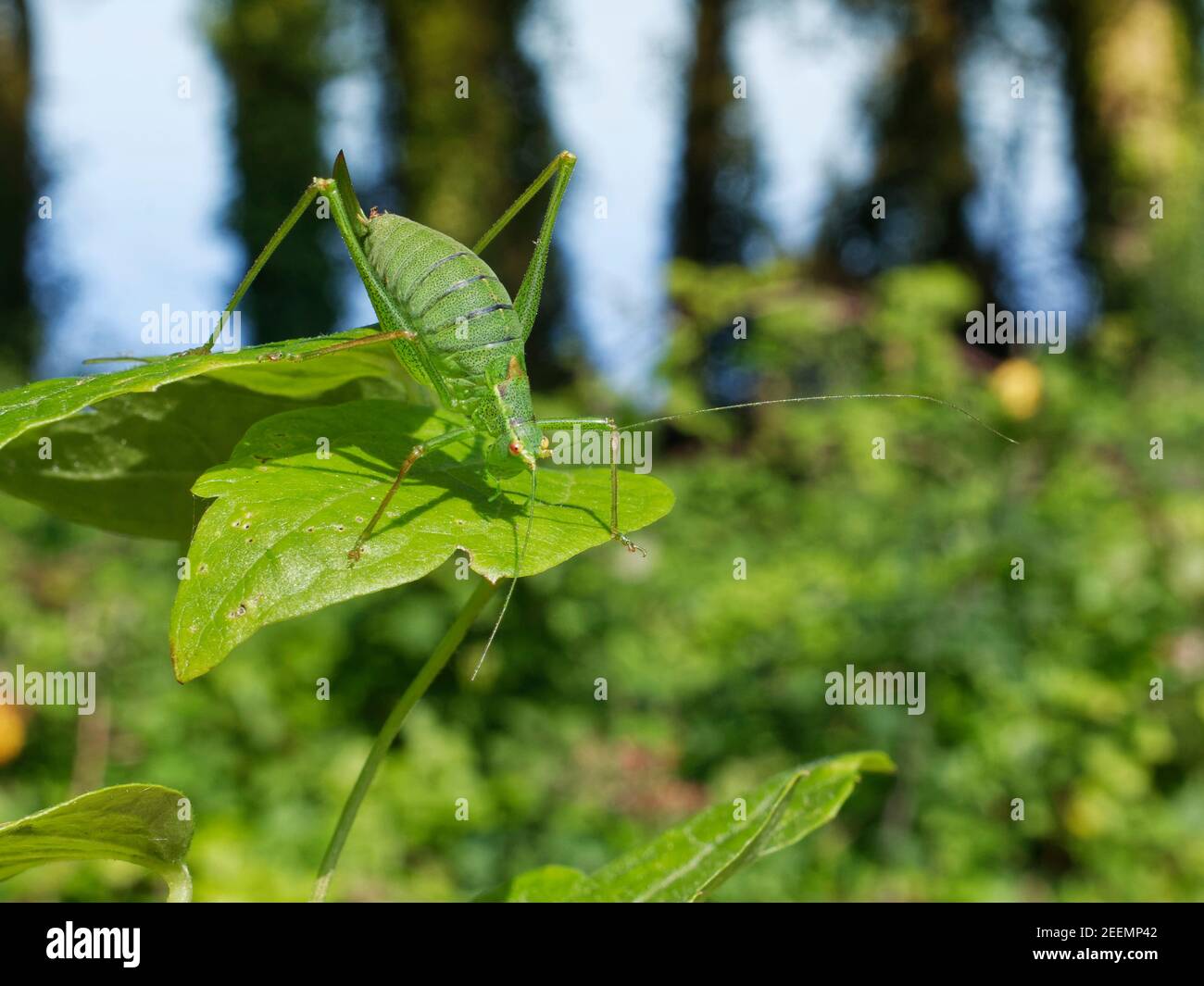 Criquet de brousse mouchetée (Leptophyes punctatissima) femelle bronzant sur une feuille sur un bord de forêt, The Gower, Glamourgan, pays de Galles, Royaume-Uni, septembre. Banque D'Images