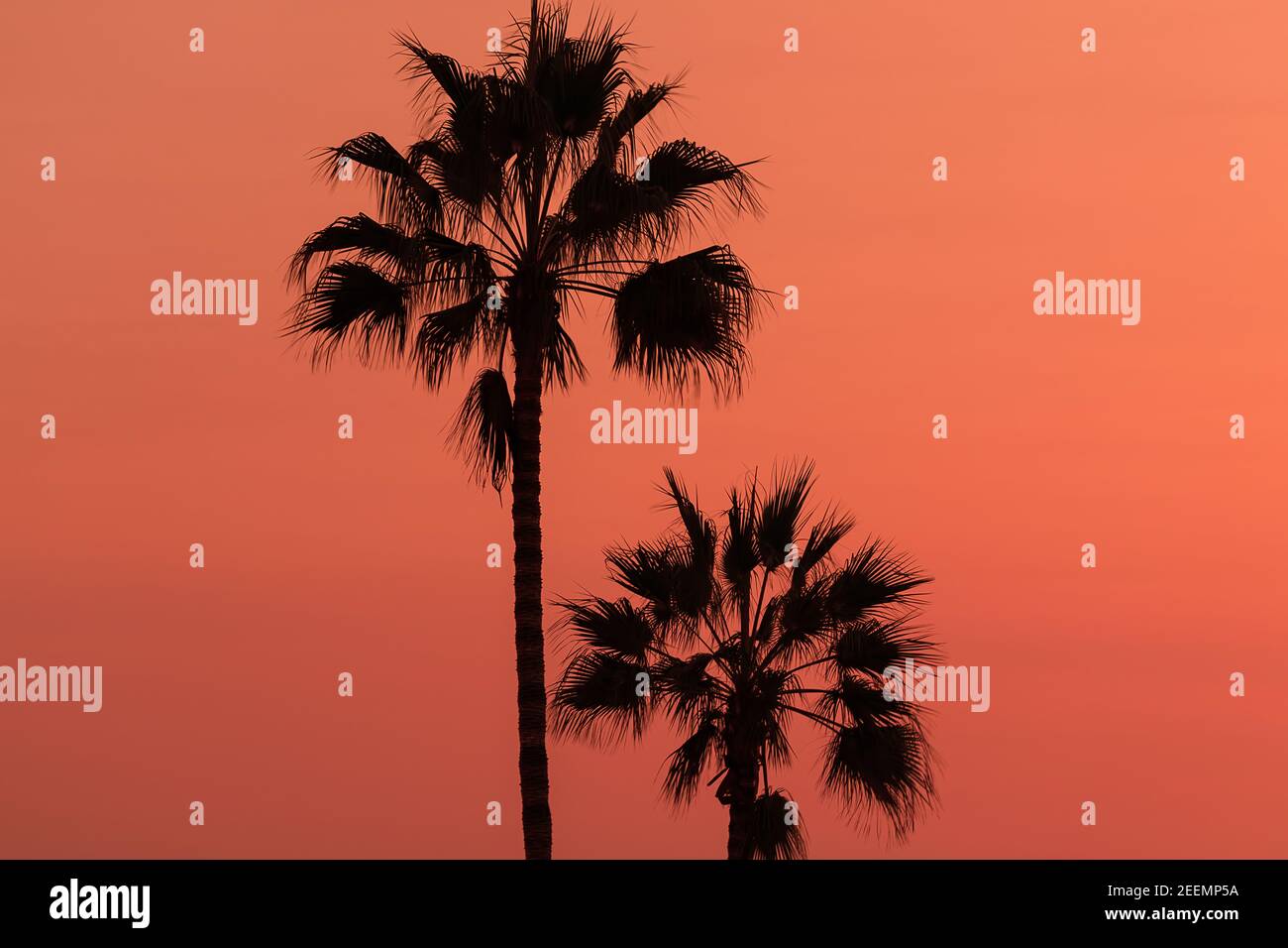 Magnifique arrière-plan abstrait avec palmiers en silhouette dans le ciel de coucher de soleil Banque D'Images