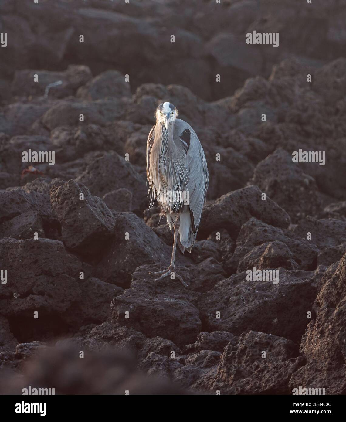 Grand héron bleu ; debout sur une jambe, roche volcanique noire ; grand oiseau de rivage ; carnivore ; herodias Ardea ; Faune; animaux; nature; Îles Galapagos; Sou Banque D'Images