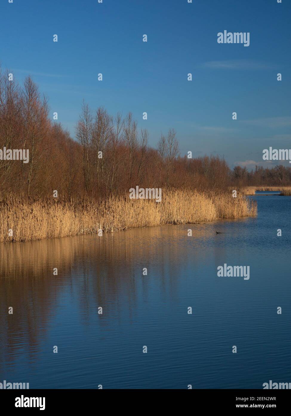 Développement de la nature dans le parc national de Biesbosch, Brabant Nord, pays-Bas Banque D'Images