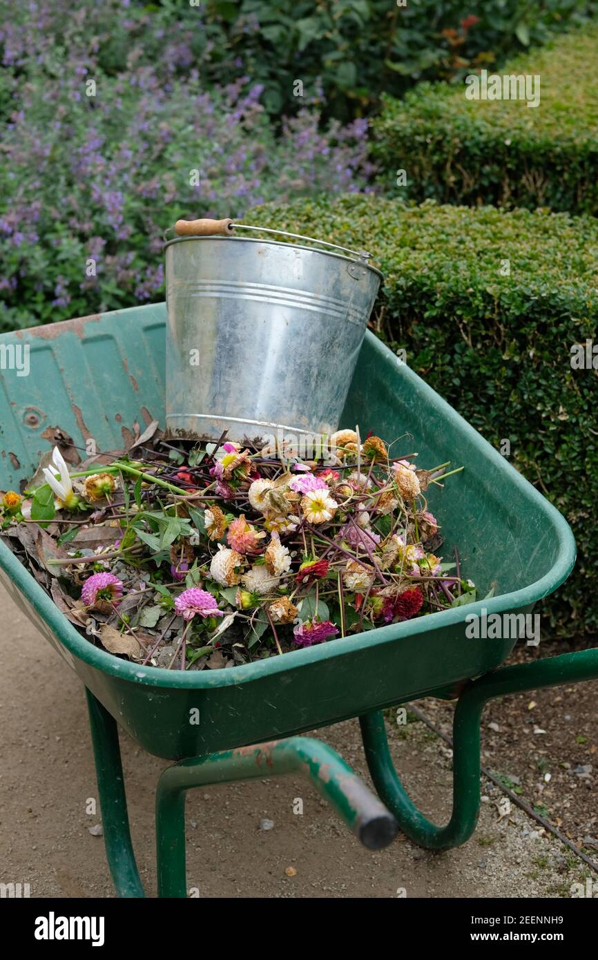 Brouette dans le jardin avec des fleurs à tête morte et un seau Banque D'Images