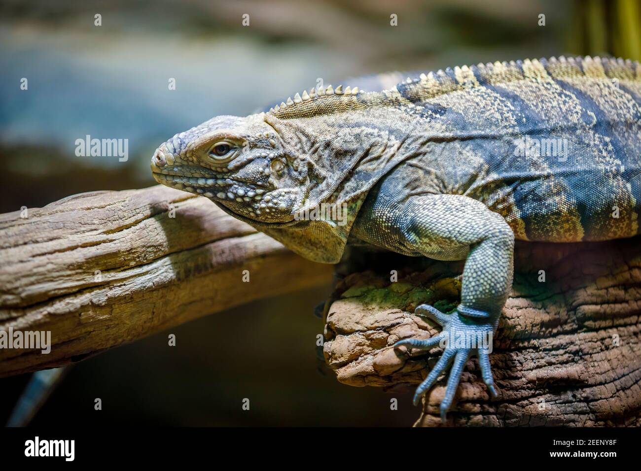 Un grand moniteur de lézard analyse un journal. Gros plan. Banque D'Images