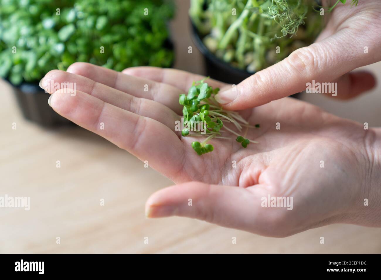 Gros plan de la main d'une femme tenant avec le micro-vert de rucola. Super nourriture végétarienne saine. Banque D'Images