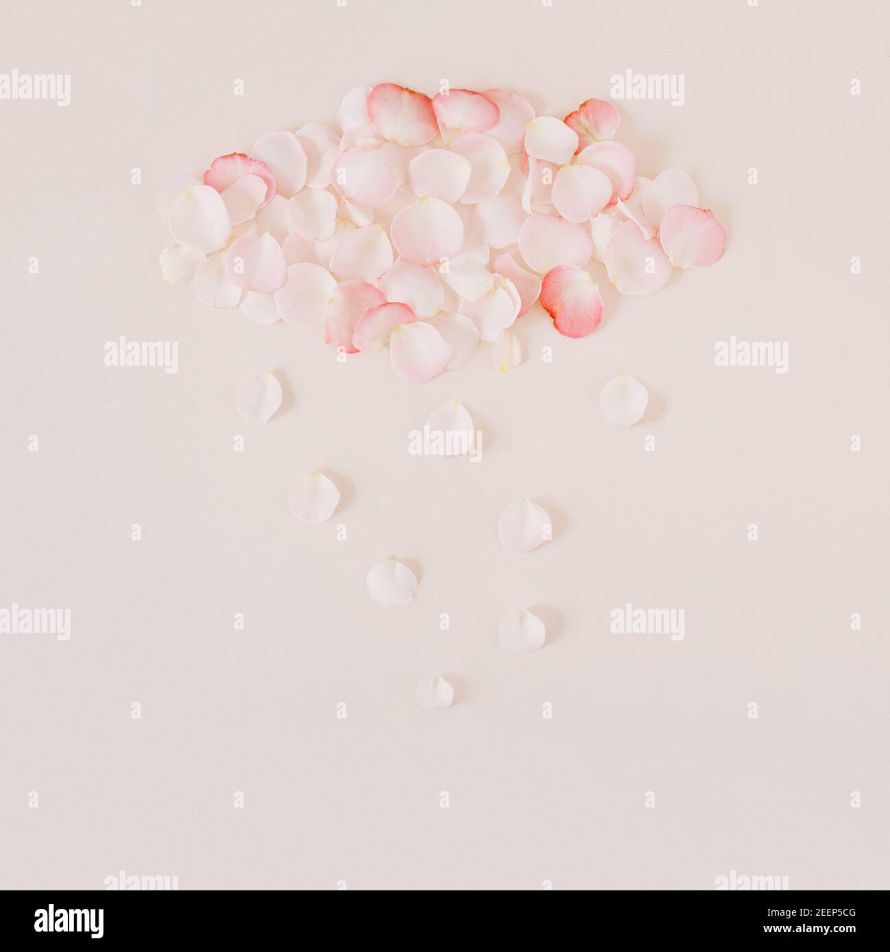 Nuages pastel blancs et roses et pluie faits de pétales de rose sur fond beige. Concept créatif minimal de la nature. Banque D'Images