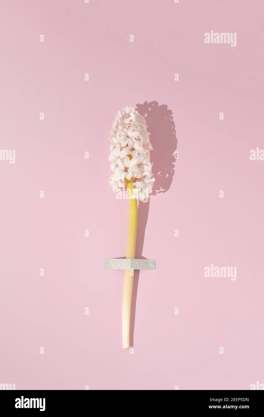 Mise en page créative avec jacinthe de fleur rose pastel sur fond rose tendre. Pose à plat minimale au printemps ou en été avec éclairage solaire. Banque D'Images