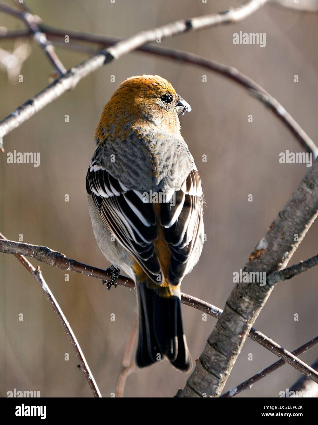 Vue en gros plan de Pine Grosbeak, perchée avec un arrière-plan flou dans son environnement et son habitat. Image. Image. Portrait. Brut de pin Banque D'Images