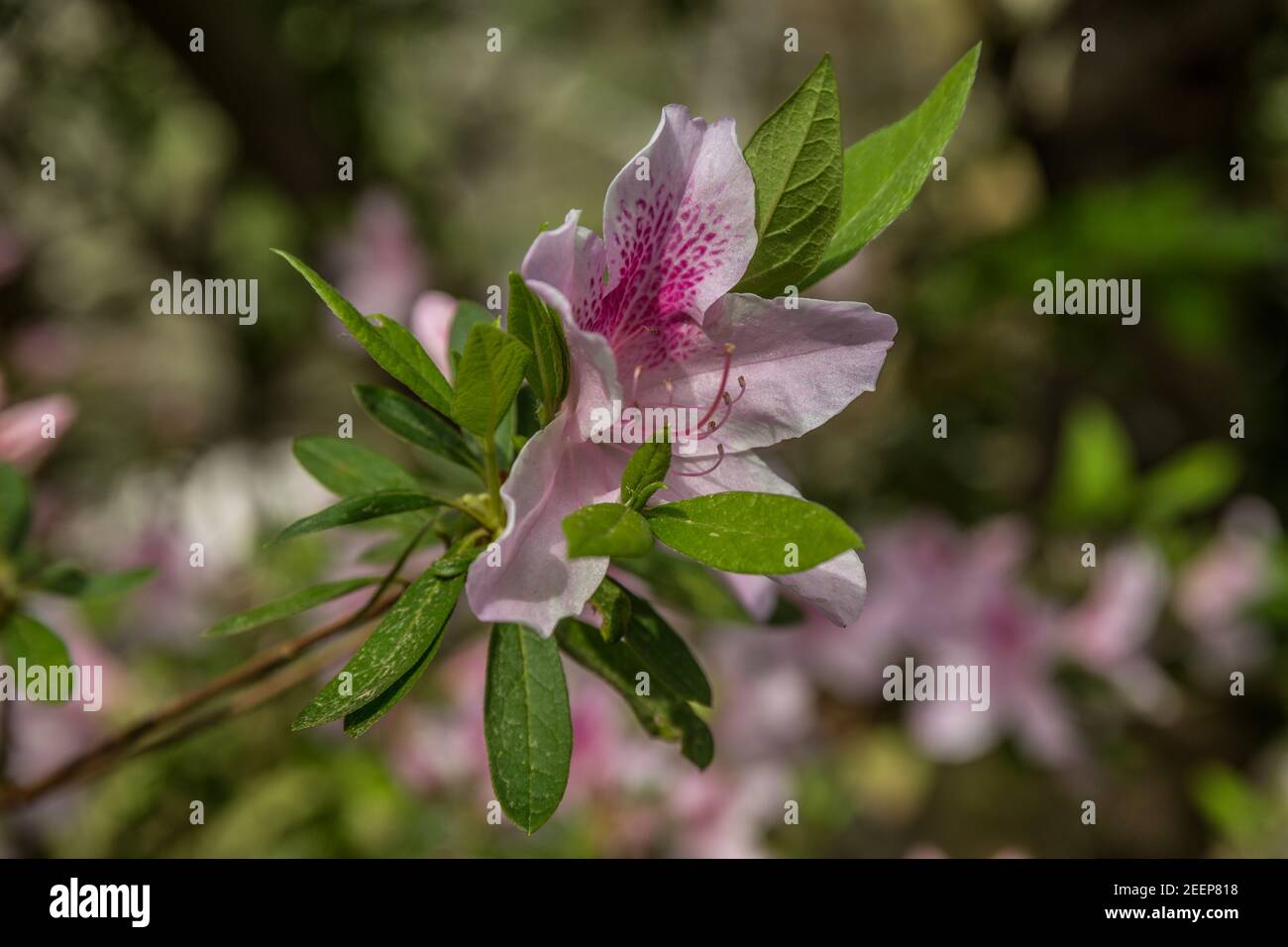 Une seule fleur d'azalée rose vif en pleine floraison une branche en détail avec d'autres fleurs dans le arrière-plan flou lors d'une journée ensoleillée Banque D'Images