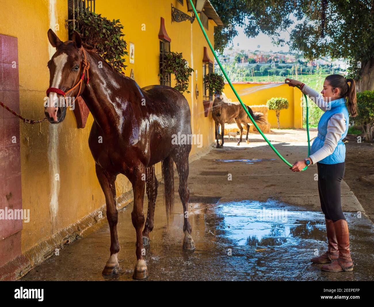 Jeune pilote se lavant et s'occupant de son cheval brun dans l'écurie. Banque D'Images