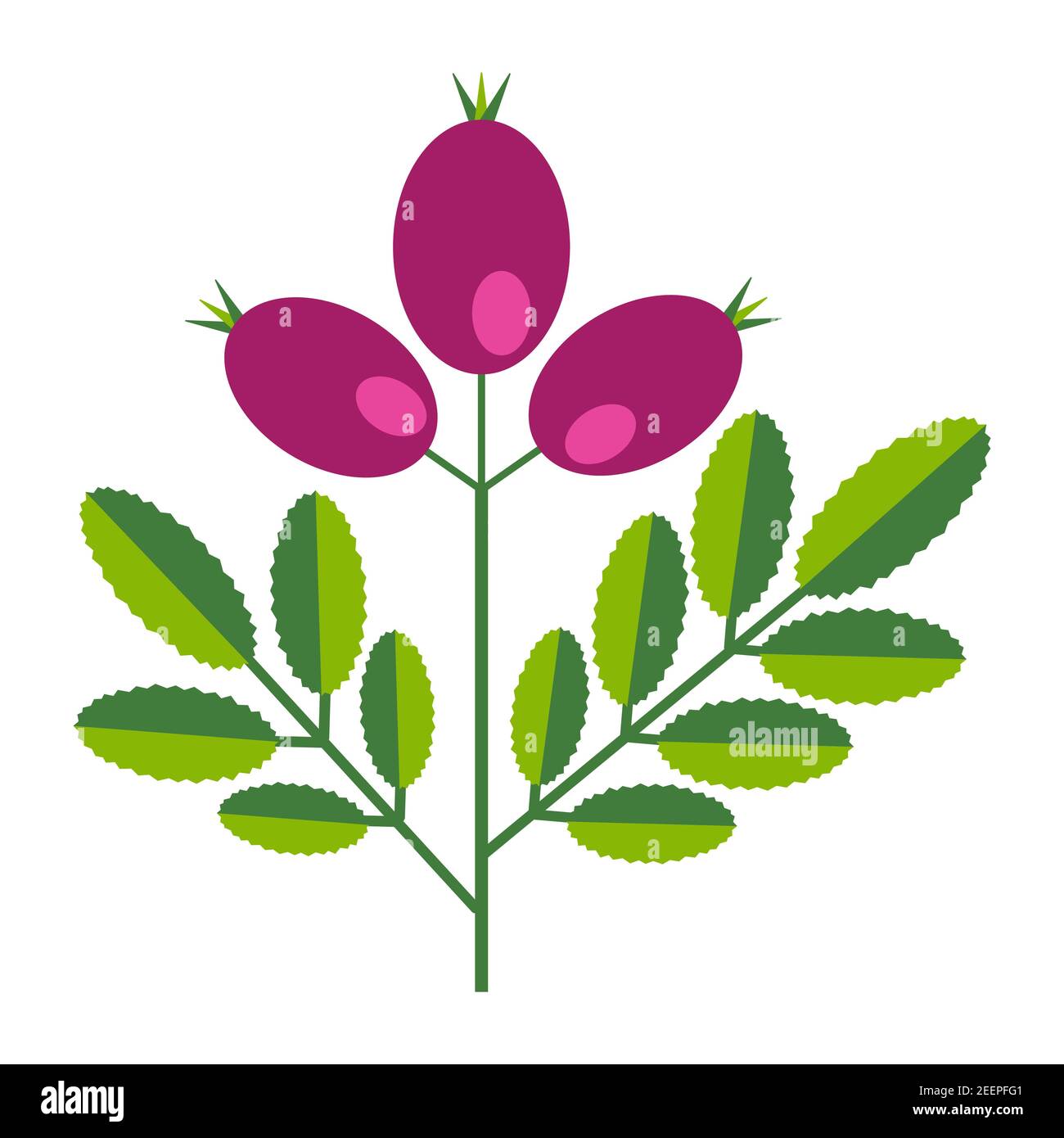 Branche simple minimaliste vert vif avec feuilles et baies roses. Collection de fleurs de plantes colorées pour la décoration de saison . Icônes stylisées de b Illustration de Vecteur