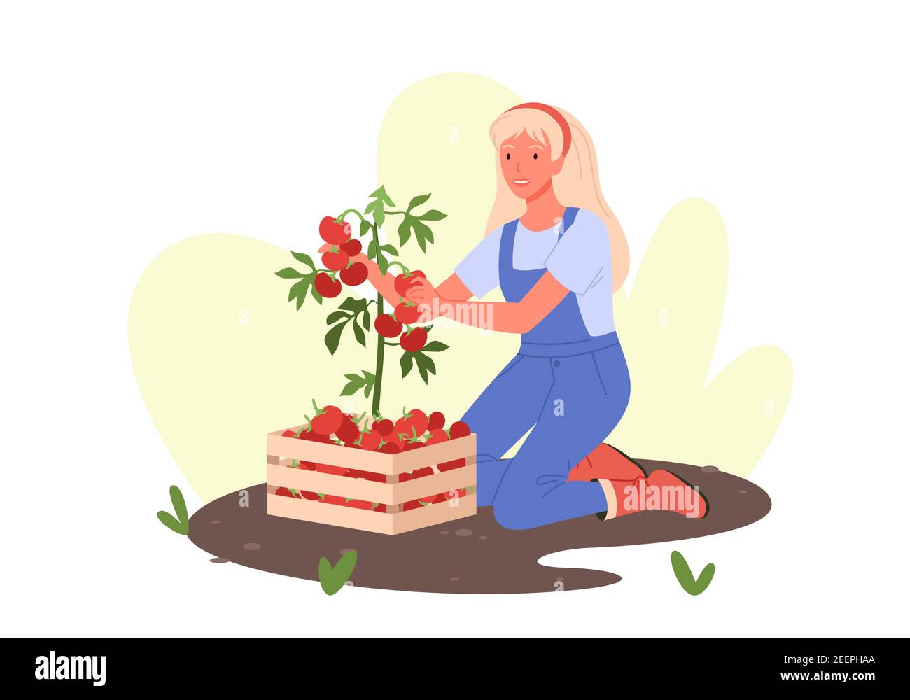 Les gens cultivent, la jeune femme heureuse travaillant dans un jardin ou une ferme écologique, la récolte de tomates Illustration de Vecteur