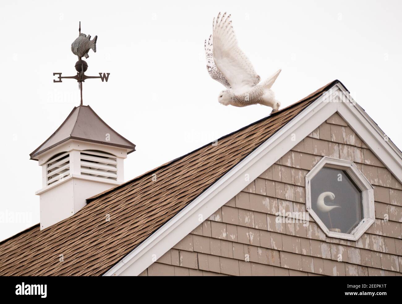 BIDDEFORD POOL ME - JANVIER 13 hibou des neiges perché sur le toit à Biddeford Pool, Maine les 12 et 13 2021 janvier (photo de Carl D. Walsh/ © 2021) Banque D'Images