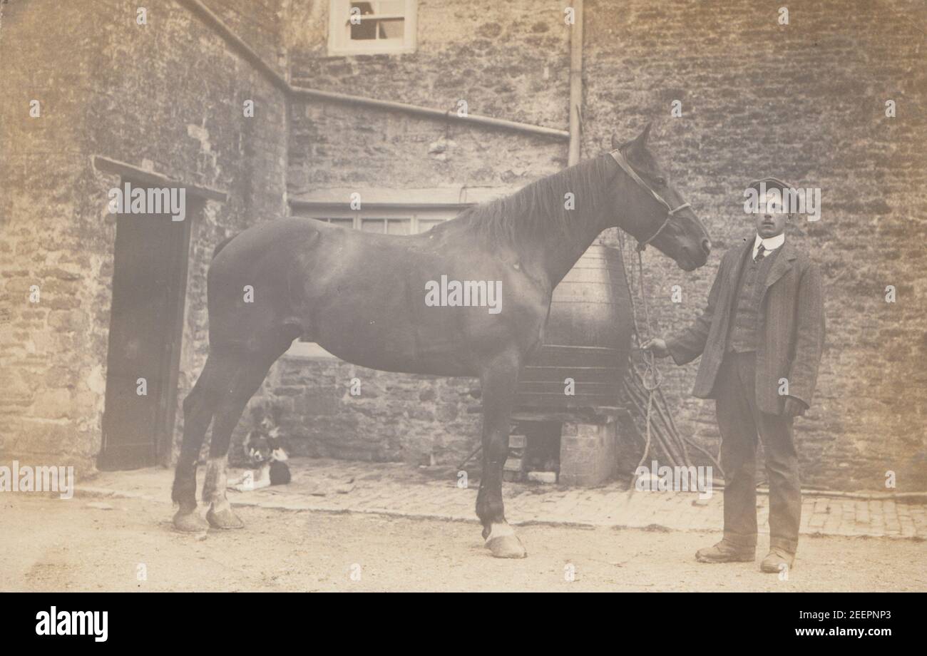 Carte postale photographique vintage du début du XXe siècle montrant un homme tenant les règnes d'un cheval. En date du 1913. Banque D'Images