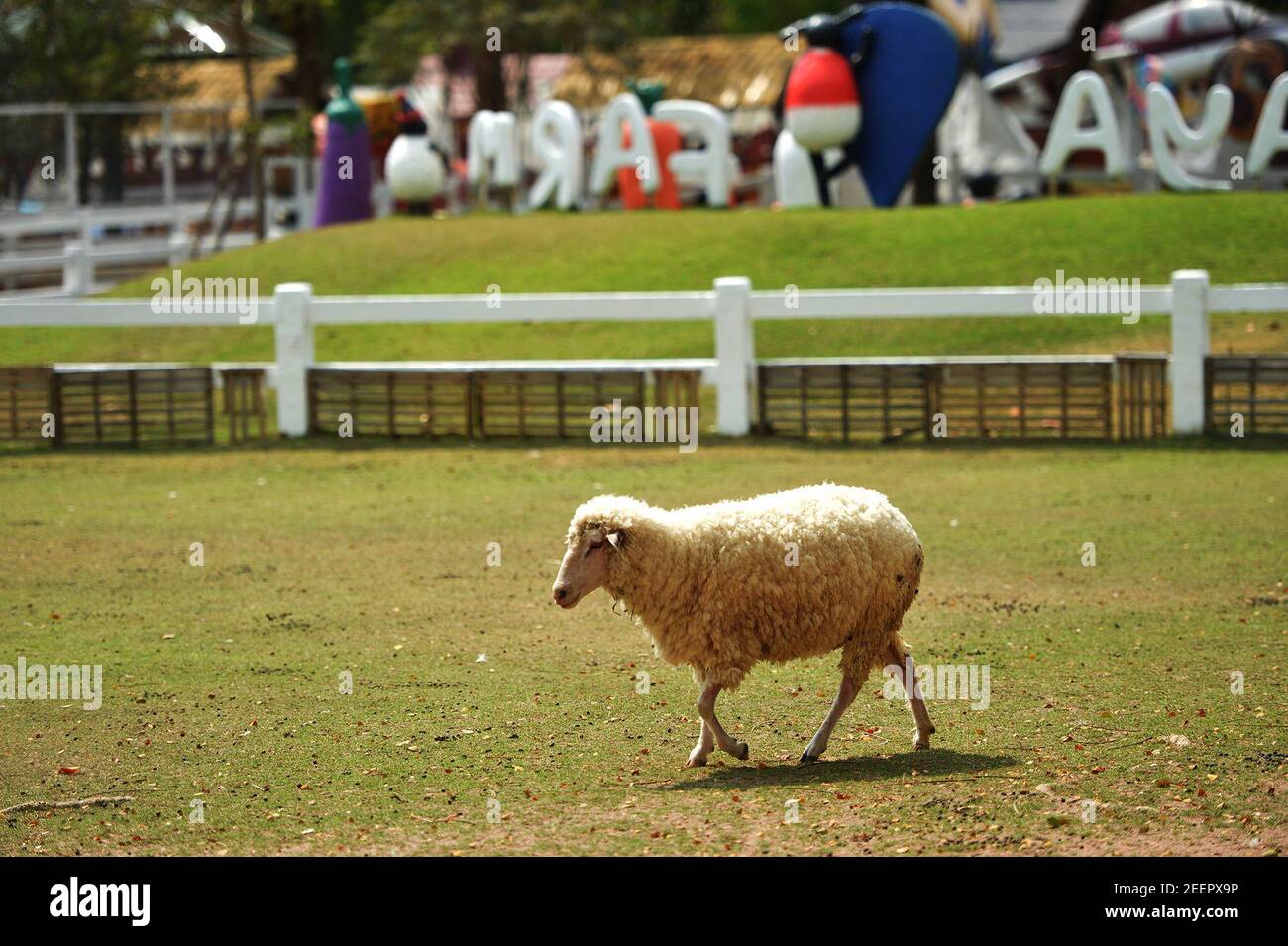 Pattaya, Thaïlande. 16 février 2021. Un mouton marche à la ferme ovine de Pattaya dans la province de Chonburi, Thaïlande, 16 février 2021. Credit: Rachen Sageamsak/Xinhua/Alay Live News Banque D'Images