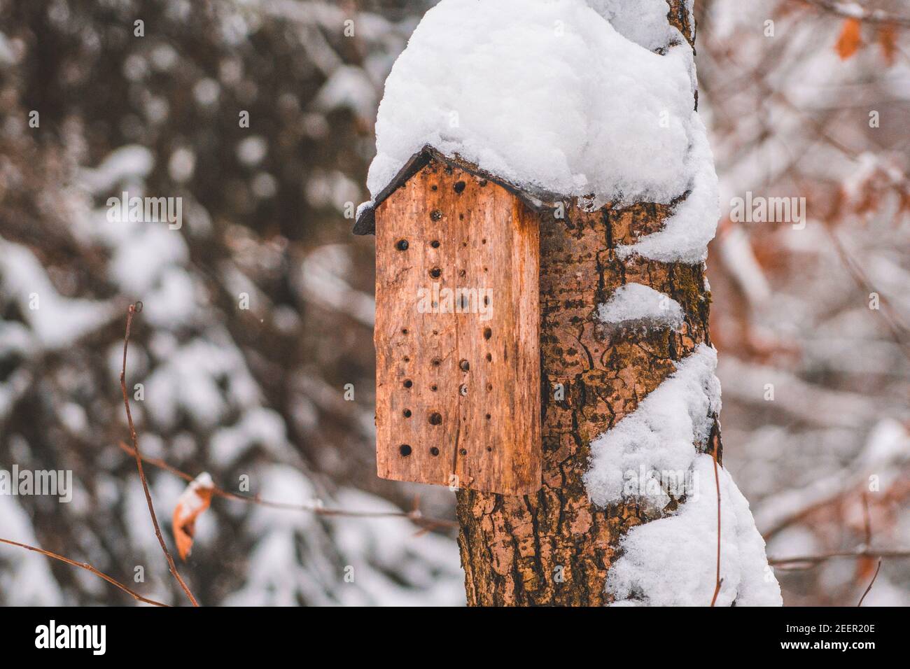 Boîte à ponte en bois pour abeilles solitaires. Petit hôtel d'insectes pendant l'hiver dans le parc national des montagnes Harz, Allemagne Banque D'Images