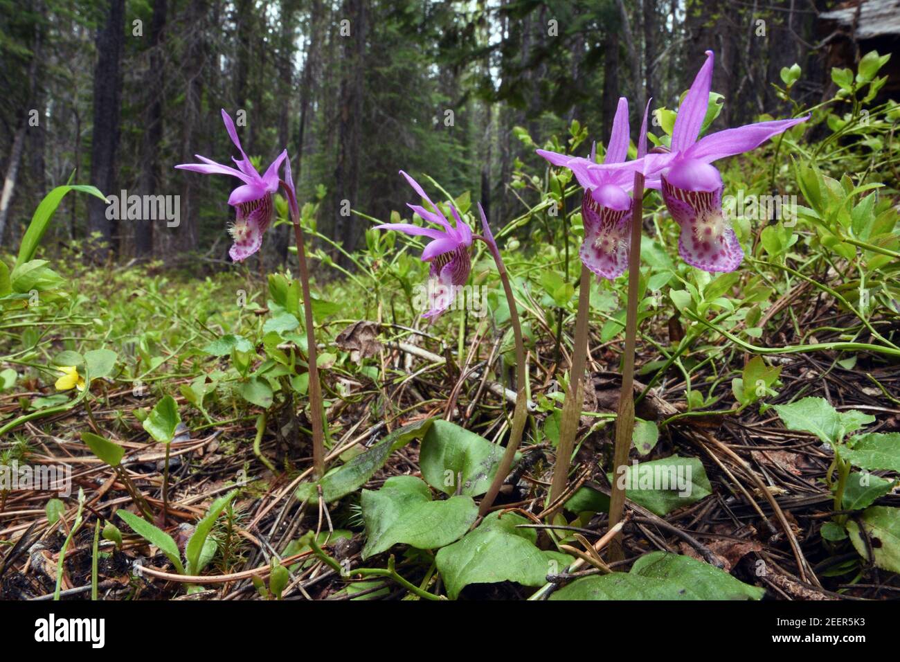 Orchidées de slipper de fées dans une forêt de conifères. Forêt nationale de Kootenai, nord-ouest du Montana. (Photo de Randy Beacham) Banque D'Images