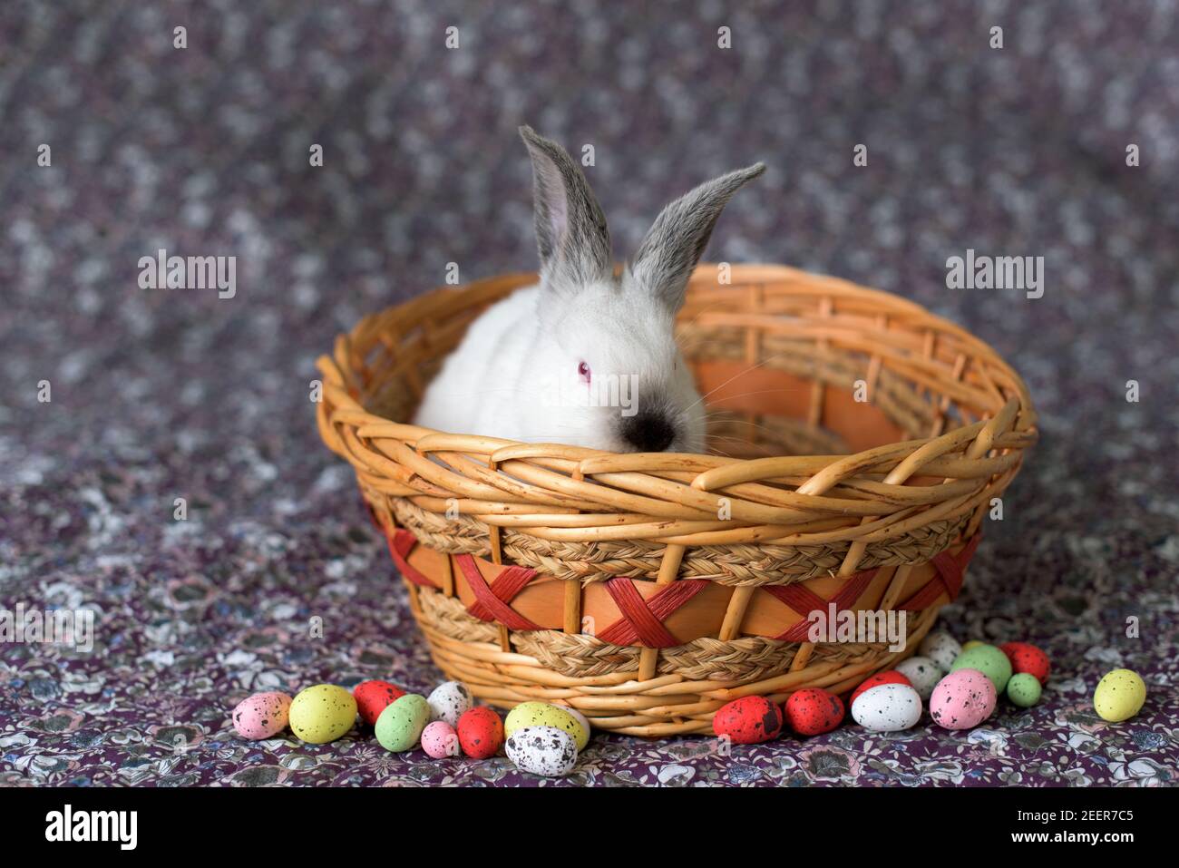 Lapin blanc de Pâques avec yeux rouges dans un panier en bois avec des œufs colorés autour Banque D'Images