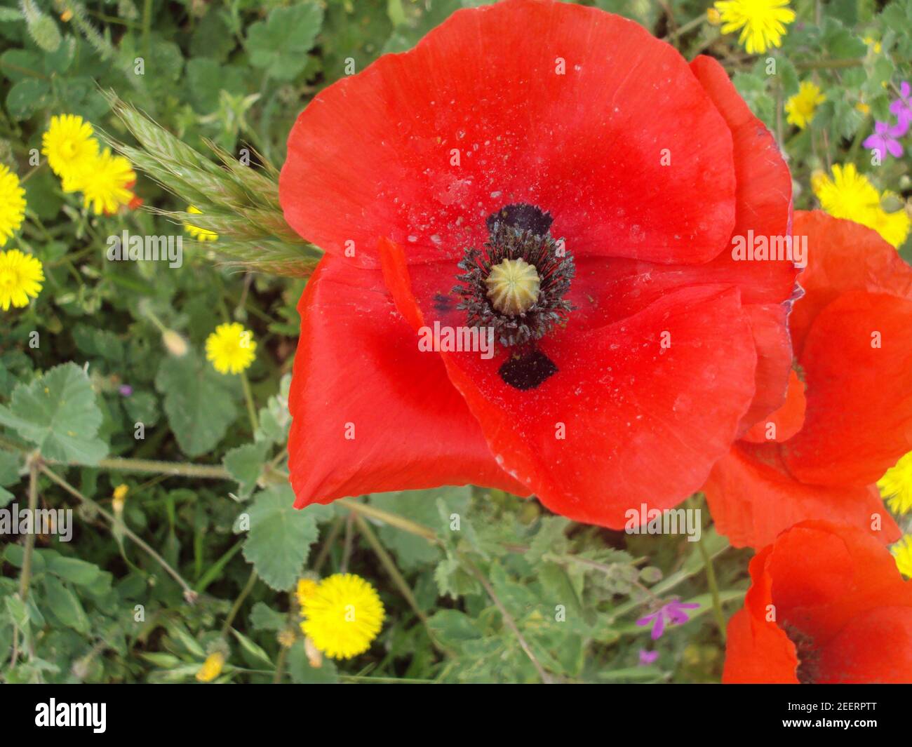 pavot rouge papavero rosso amapola Banque D'Images