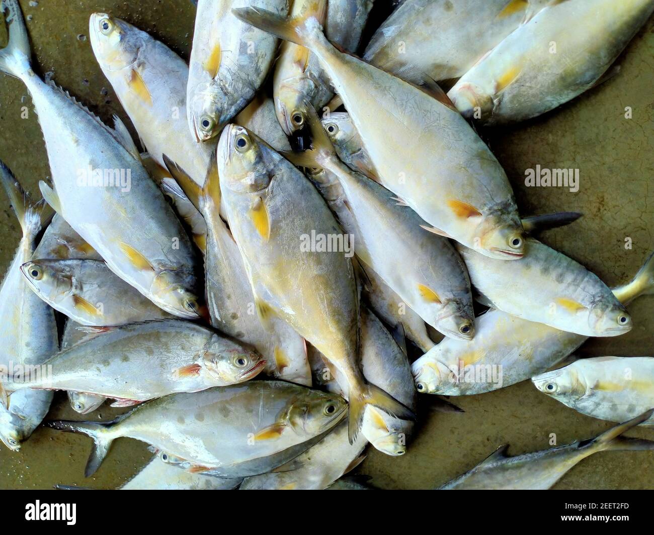 vente de poisson marin sur le marché indien du poisson Banque D'Images