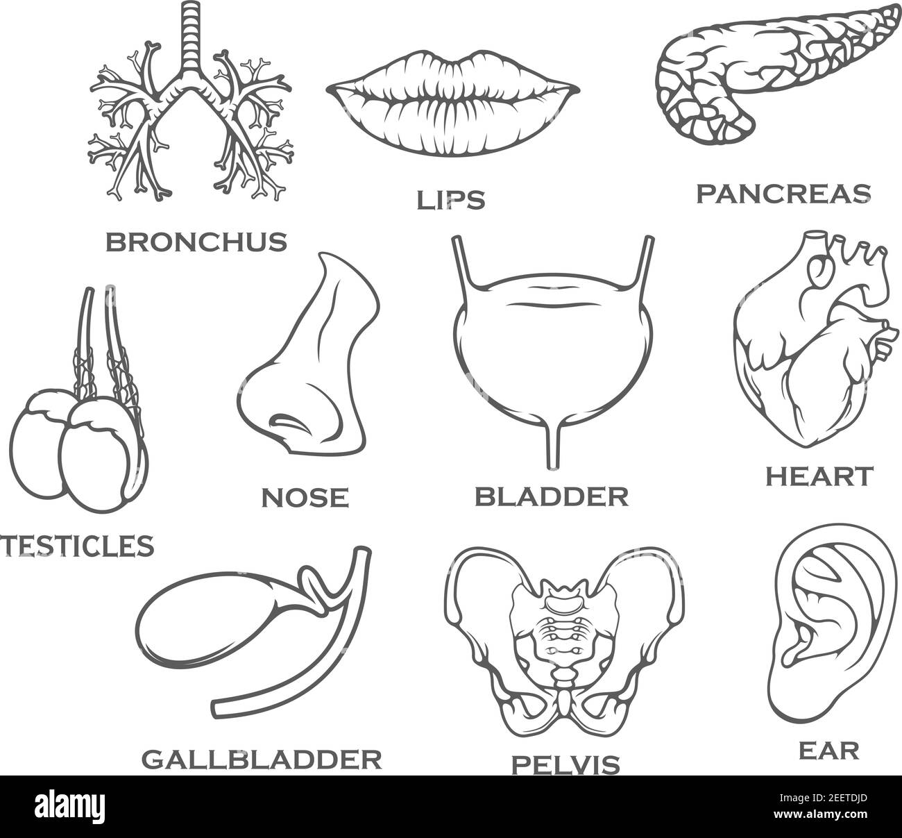 Organes humains parties internes ou du corps ensemble de bronches, lèvres ou oreilles et pancréas, testicules urogénitaux ou vessie et nez. Cœur à vecteur isolé, gallbl Illustration de Vecteur