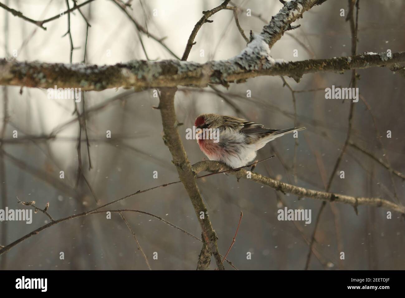 Acanthis flamanmea, sondage commun, petit sondage rouge, Little Snowbird. Un oiseau Redpoll avec plumage rose se trouve sur une branche d'arbre lors d'une journée froide d'hiver. Banque D'Images