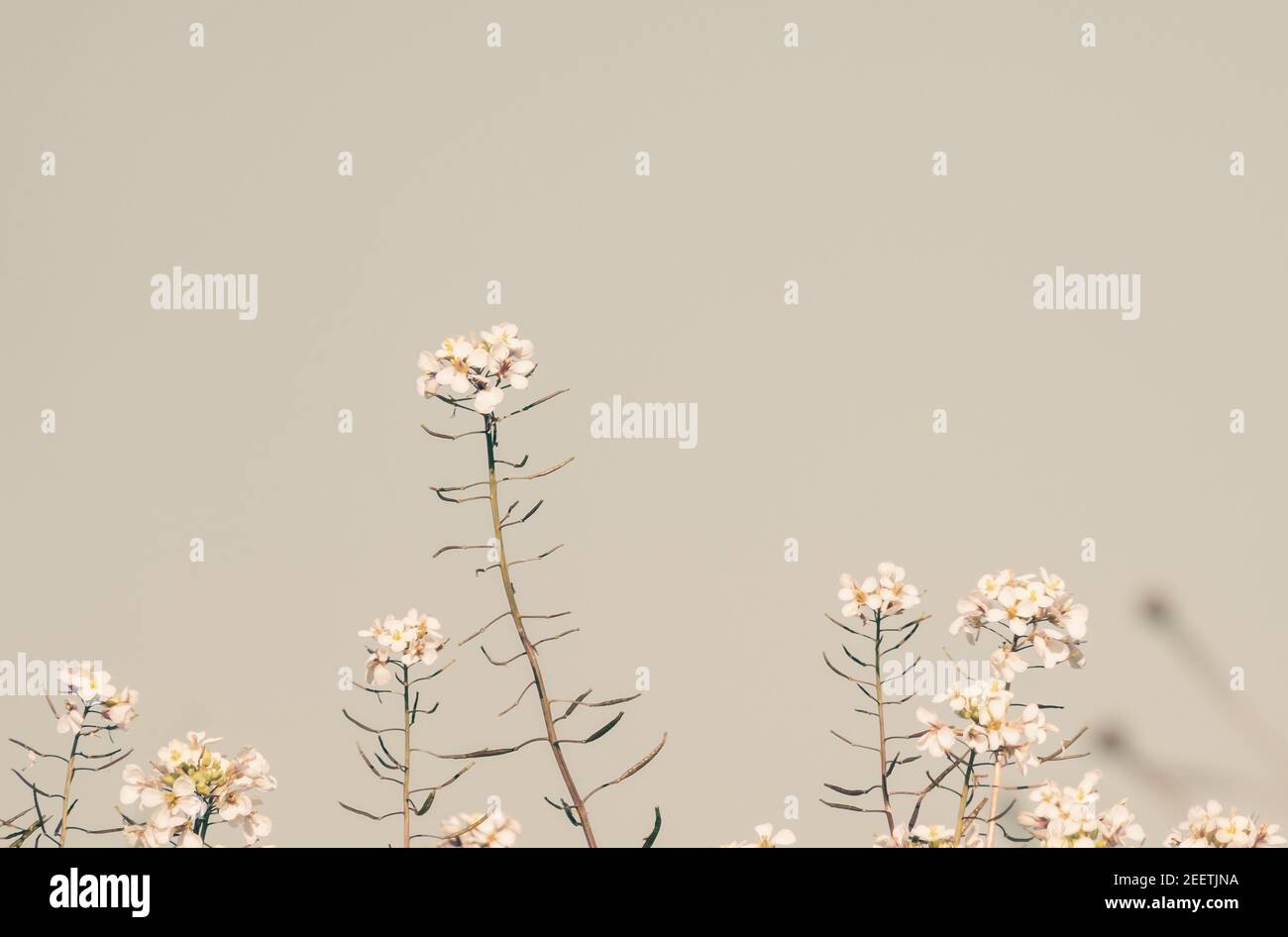 Petites fleurs blanches sauvages dans le champ sur gris doux arrière-plan Banque D'Images